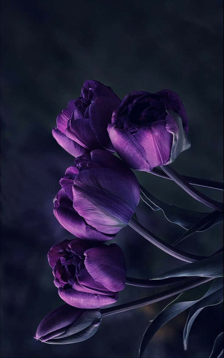 purple tulips, velvety petals, moody dark background, SD Phone Wallpaper