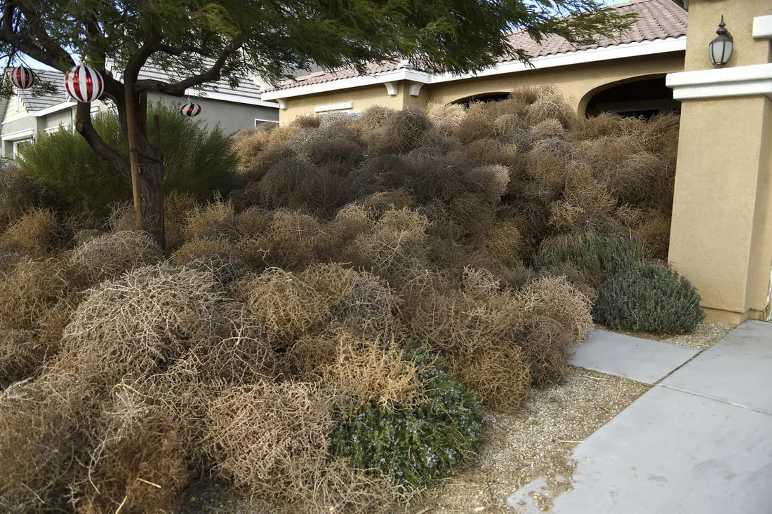 Tumbleweed