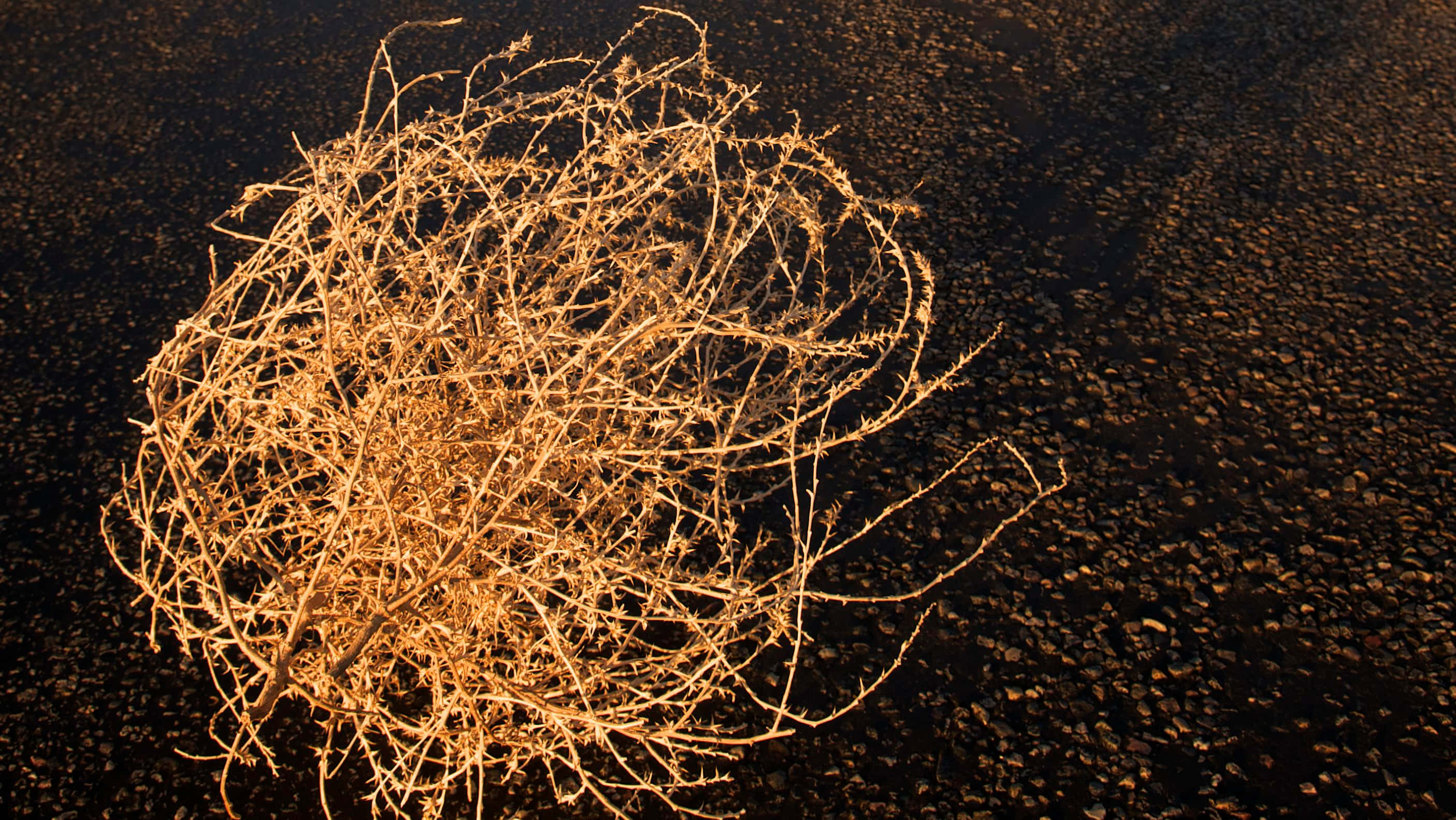 tumbleweed, arid desert landscape, golden bundle, 2K Desktop Wallpaper