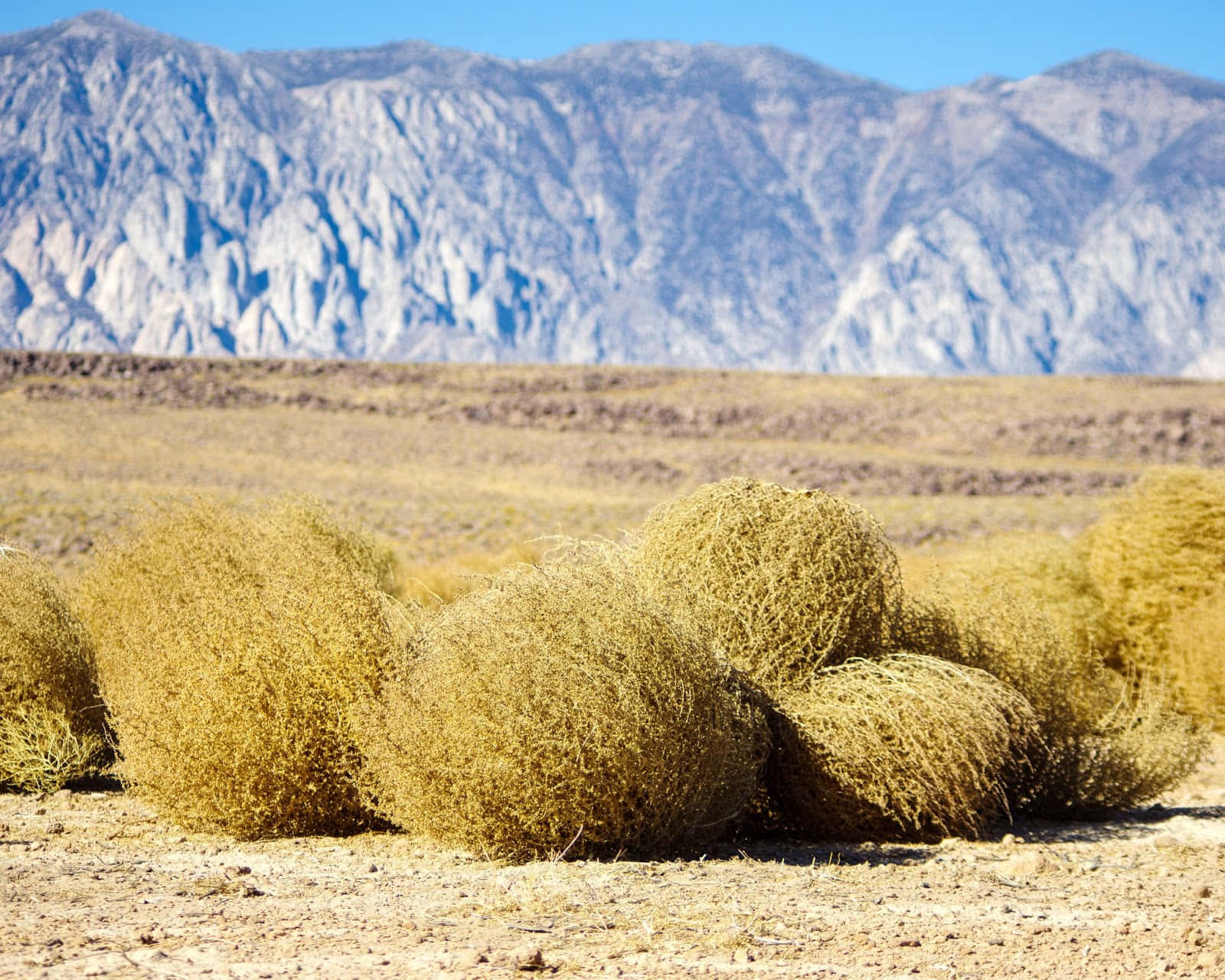 Tumbleweed, desert landscapes, arid earth, HD Desktop Wallpaper