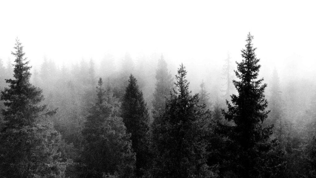 aesthetic black trees, Tumblr Desktop, misty monochrome forest, SD Desktop Wallpaper