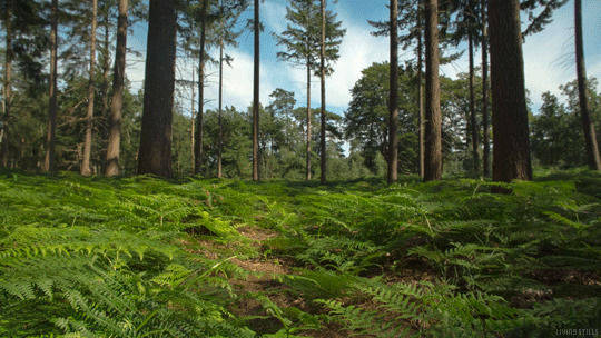 Green Forest, Sunlight, pine trees, SD Desktop Wallpaper