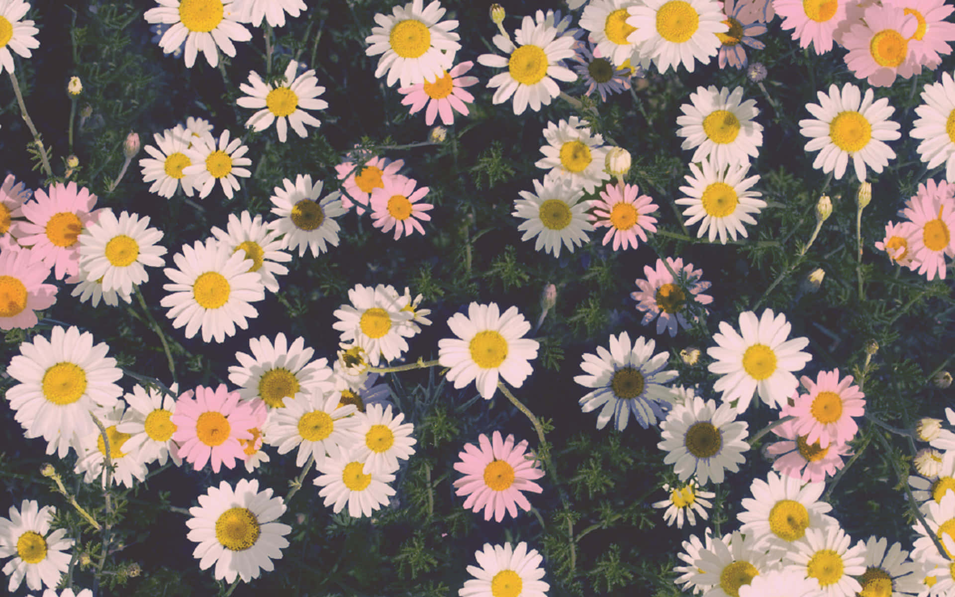Tumblr Laptop, daisy flower, white daisies, Full HD Desktop Wallpaper