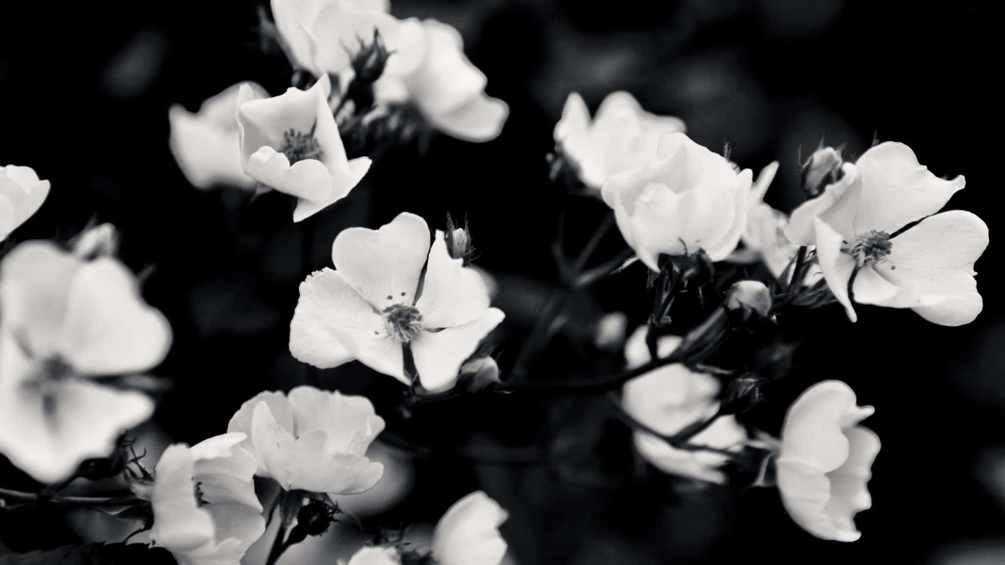 Tumblr Laptop, black background, white flowers, Full HD Desktop Wallpaper