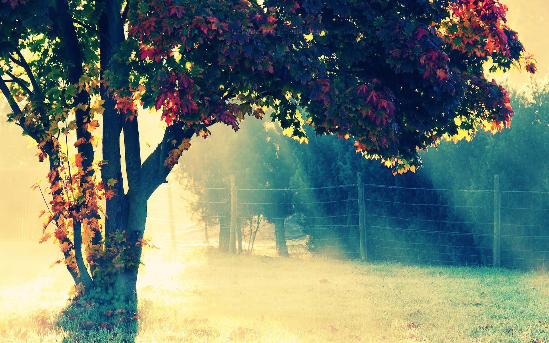 Tumblr Laptop, foggy morning, autumn leaves, Full HD Desktop Wallpaper
