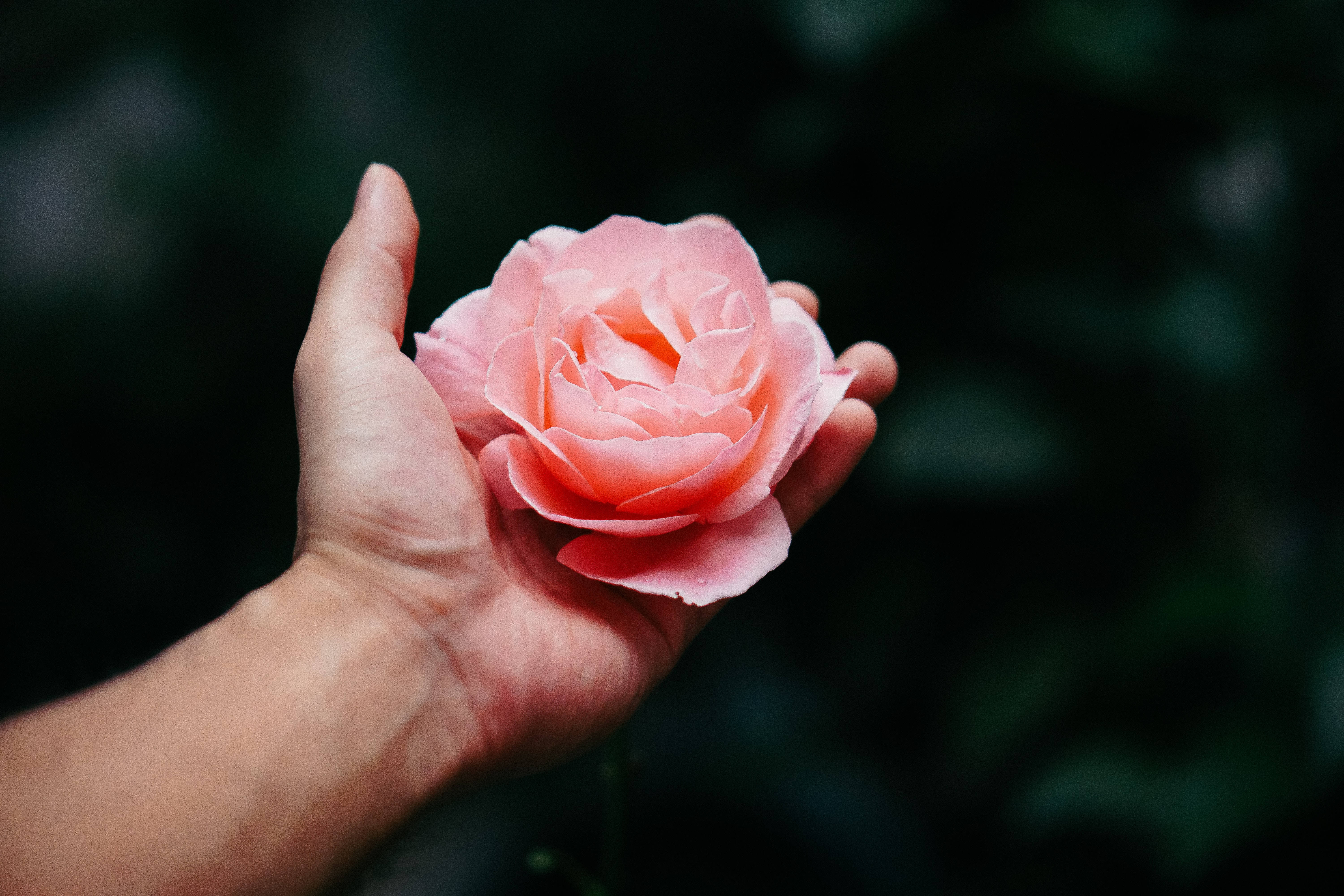 rose flower, soft pink, hand, 5K Desktop Wallpaper
