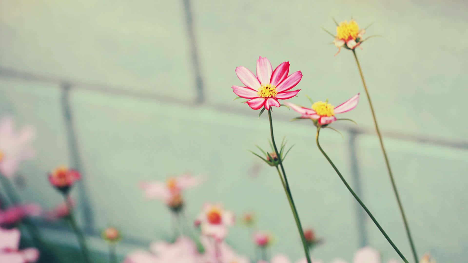 Pink Tumblr Flowers Desktop, cosmos flowers, yellow centers, Full HD Desktop Wallpaper
