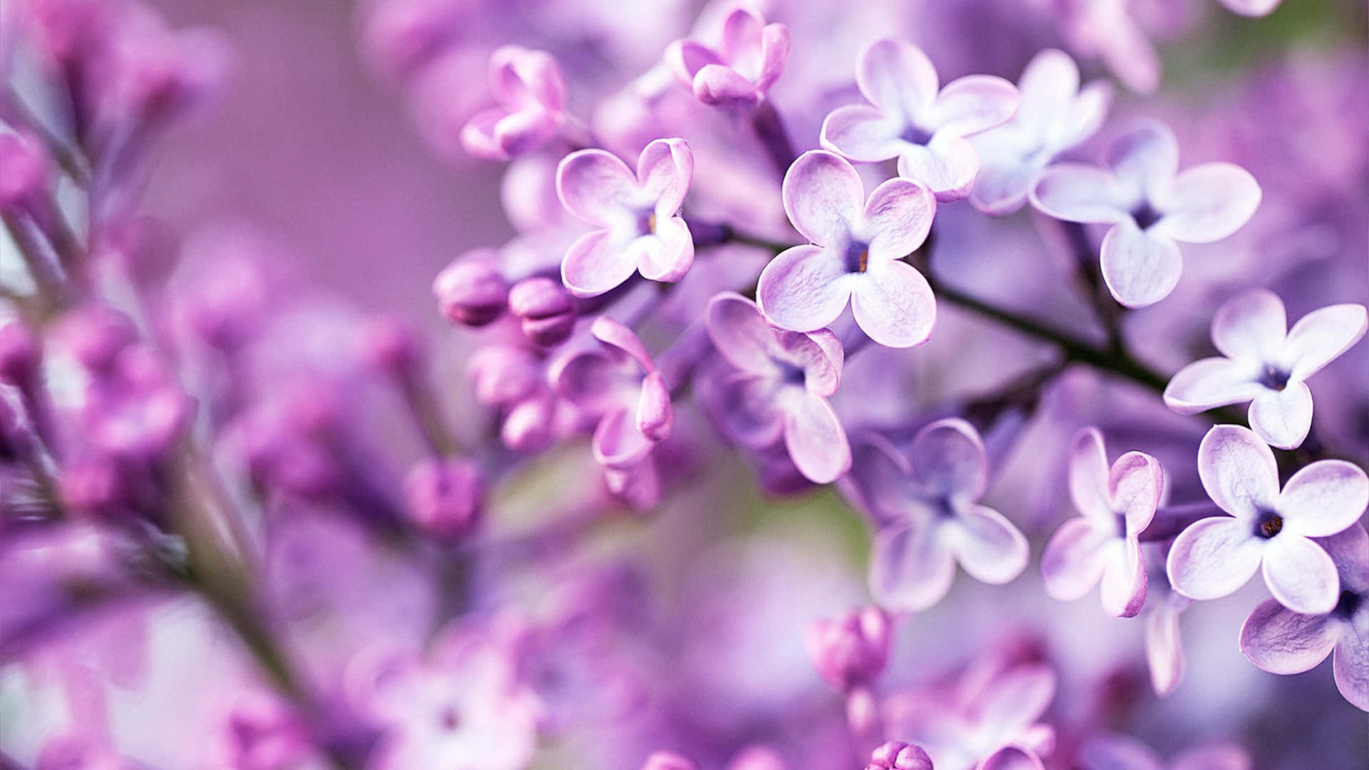 lila flowers, spring, soft purple lilac blossoms, Full HD Desktop Wallpaper
