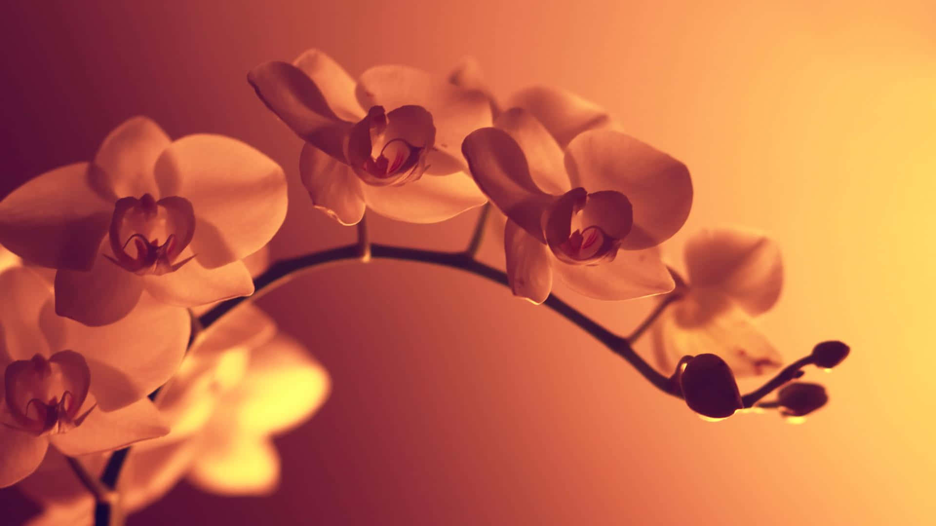 orchids, sun, soft white orchids, Full HD Desktop Wallpaper