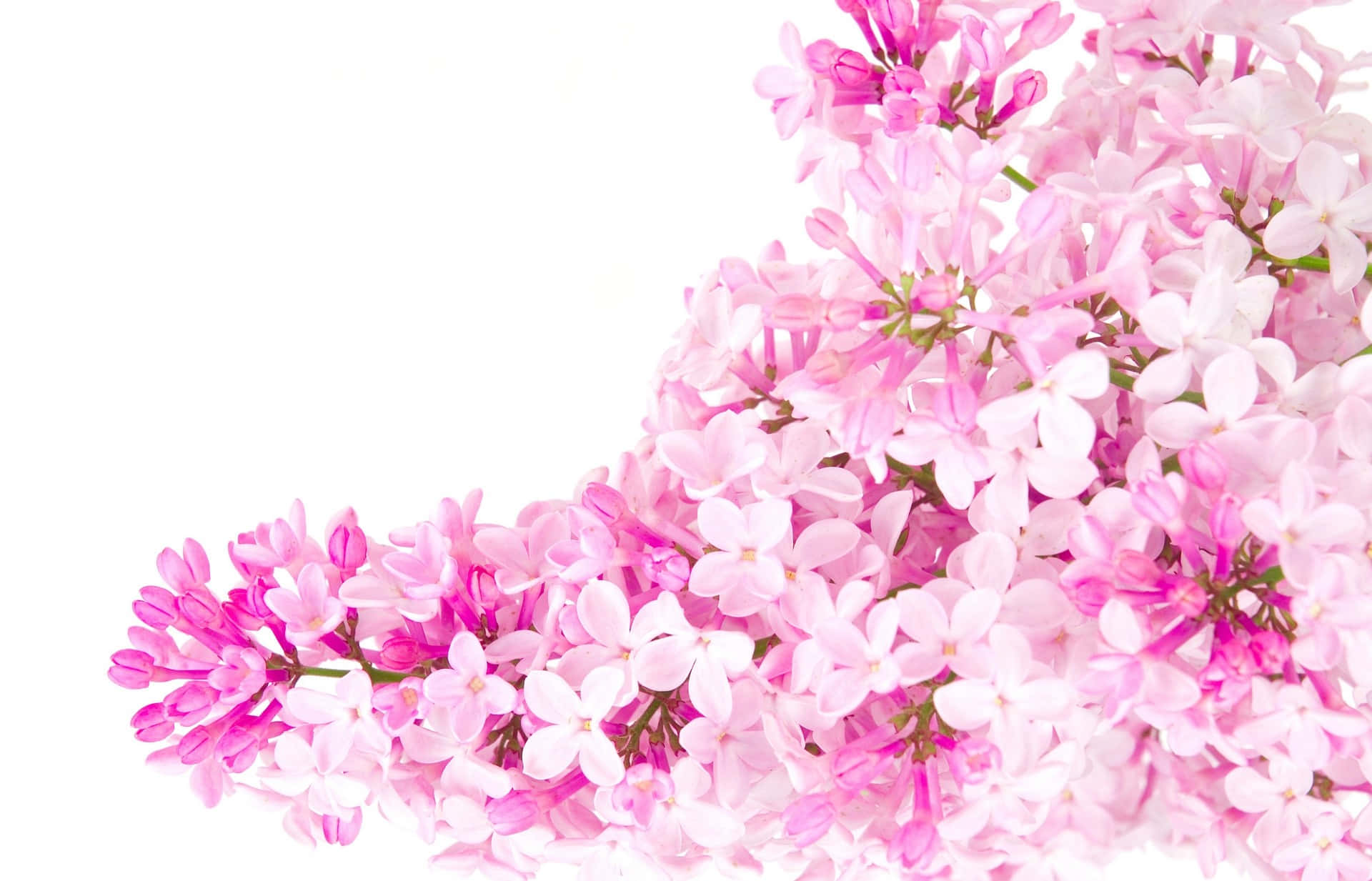 pink flowers, white background, lilac blossoms, Full HD Desktop Wallpaper