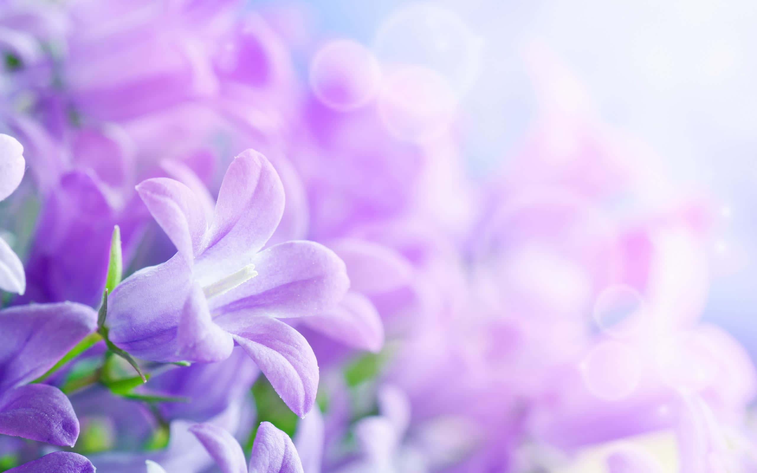 tumblr flowers desktop, soft purple bellflowers, dreamy bokeh background, 2K Desktop Wallpaper