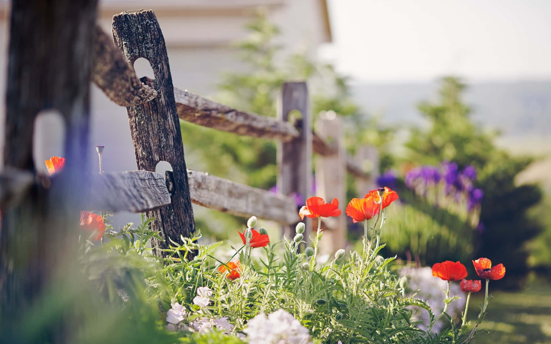Red And Orange Tumblr Flowers Desktop, vibrant red poppies, weathered wooden fence, Full HD Desktop Wallpaper
