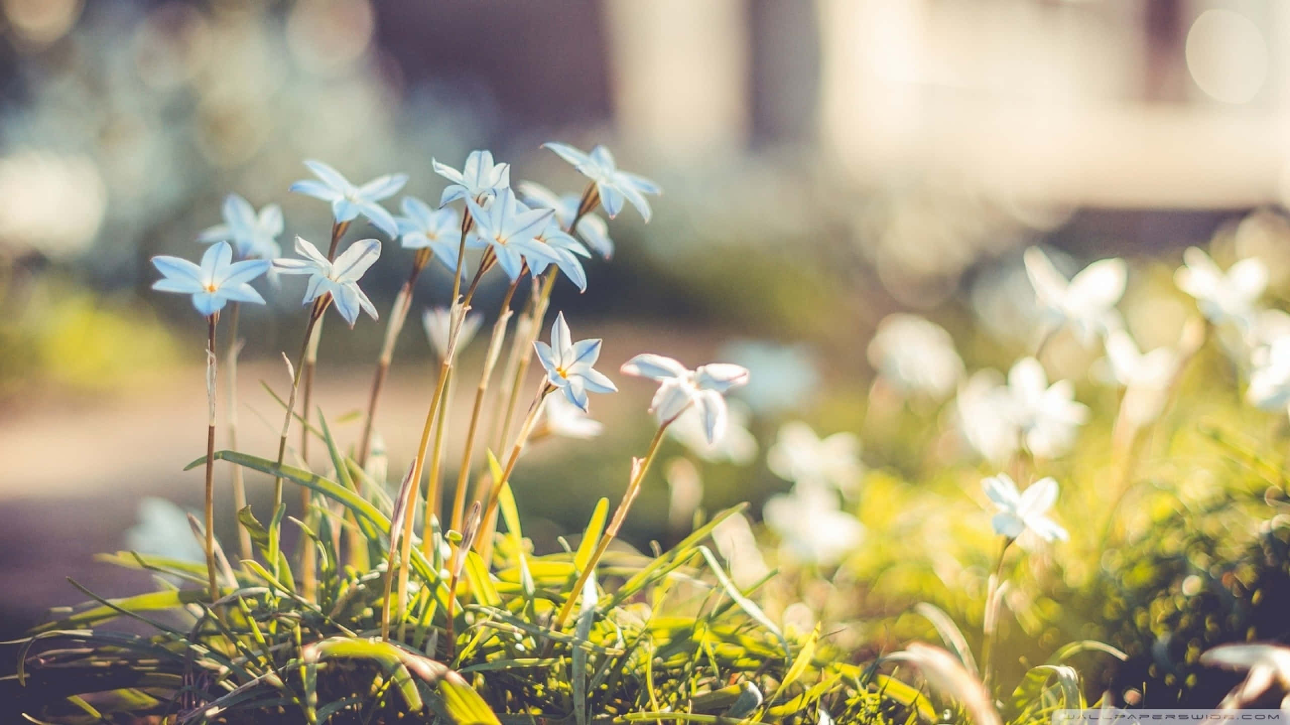 blue flowers, star-shaped flowers, soft sunlight, 2K Desktop Wallpaper