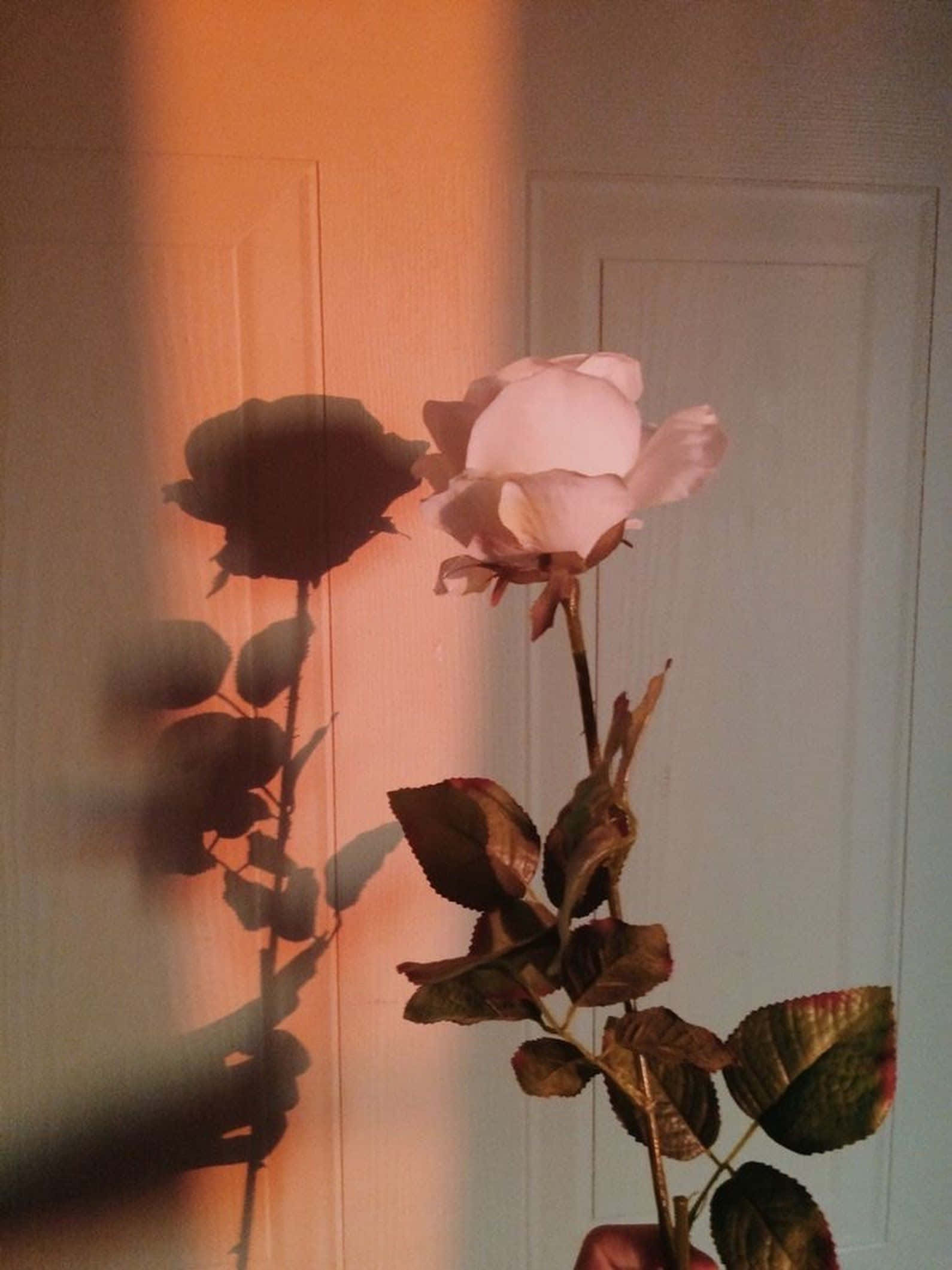 tumblr flowers desktop, pale rose, warm golden light, Full HD Phone Wallpaper