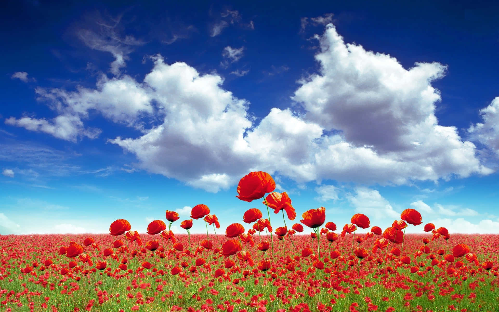 vibrant red poppies, lush green field, brilliant blue sky, Full HD Desktop Wallpaper
