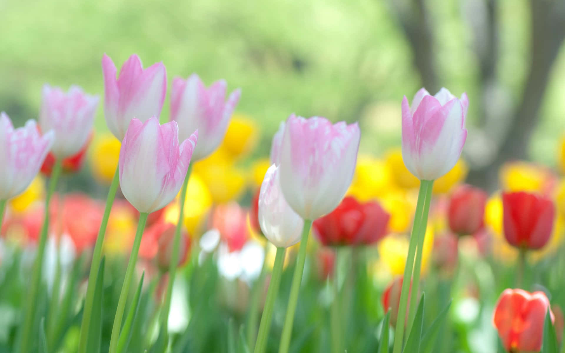 tumblr flowers desktop, pink tulips, white tulips, Full HD Desktop Wallpaper