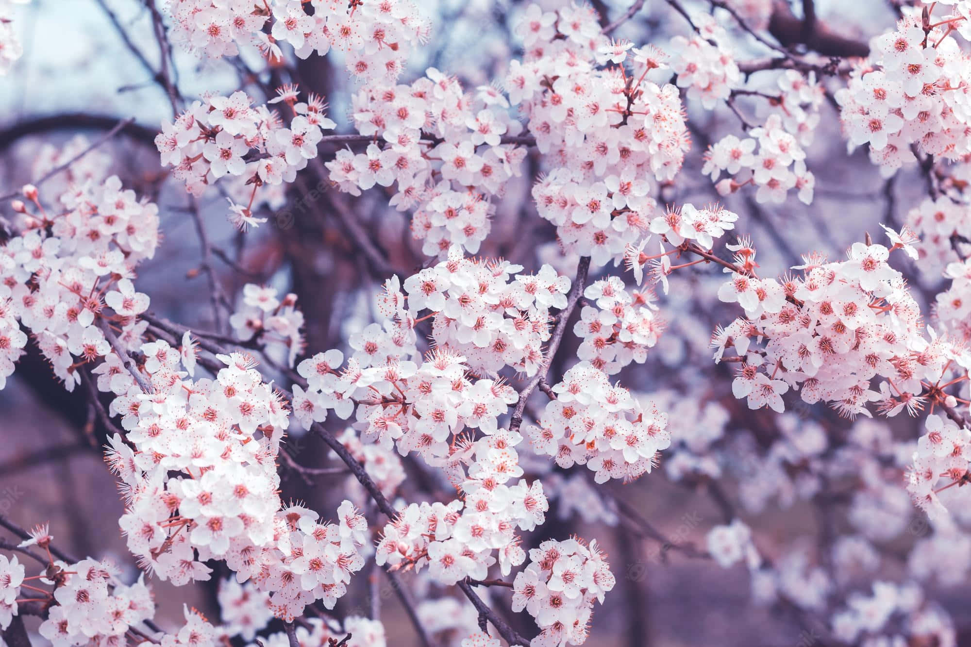 pastel colors, white cherry blossoms, pink centers, Full HD Desktop Wallpaper
