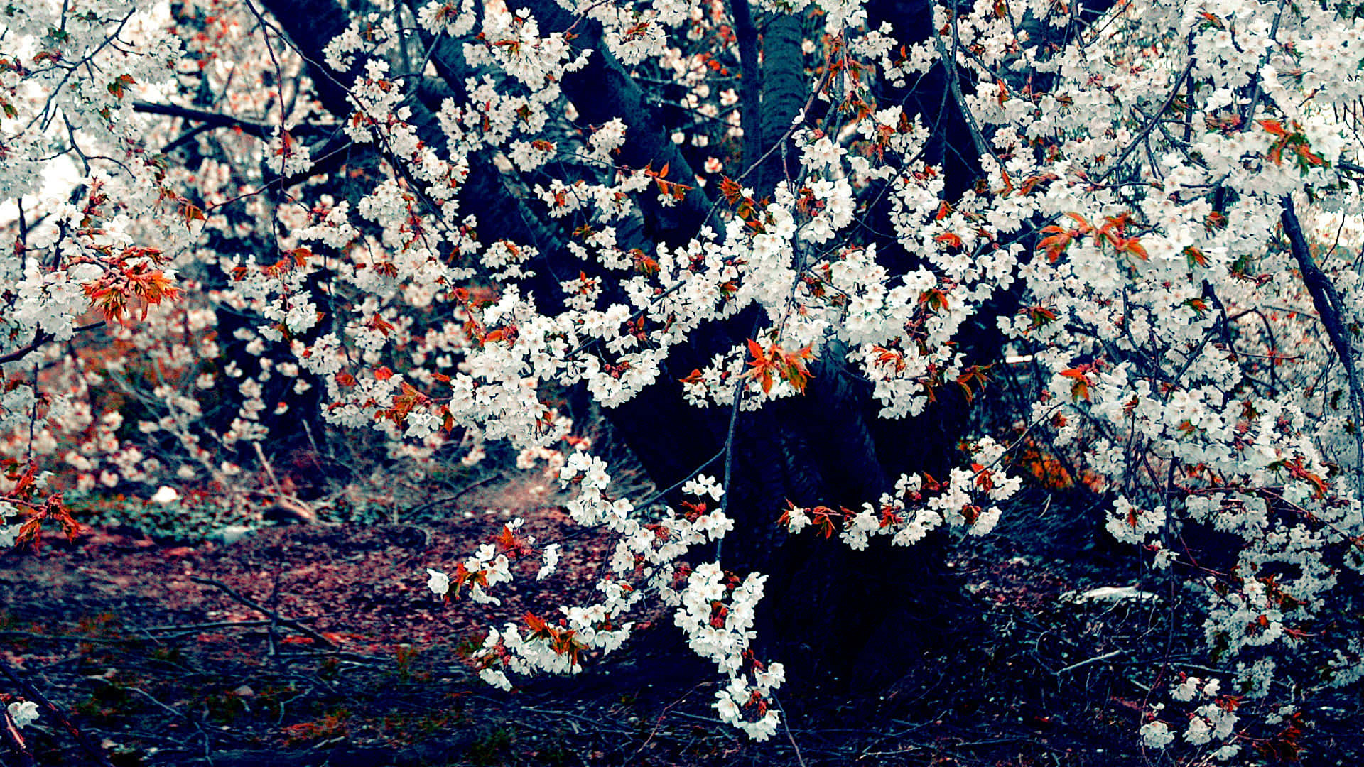 Tumblr Flowers Desktop, cherry tree, white flowers, Full HD Desktop Wallpaper