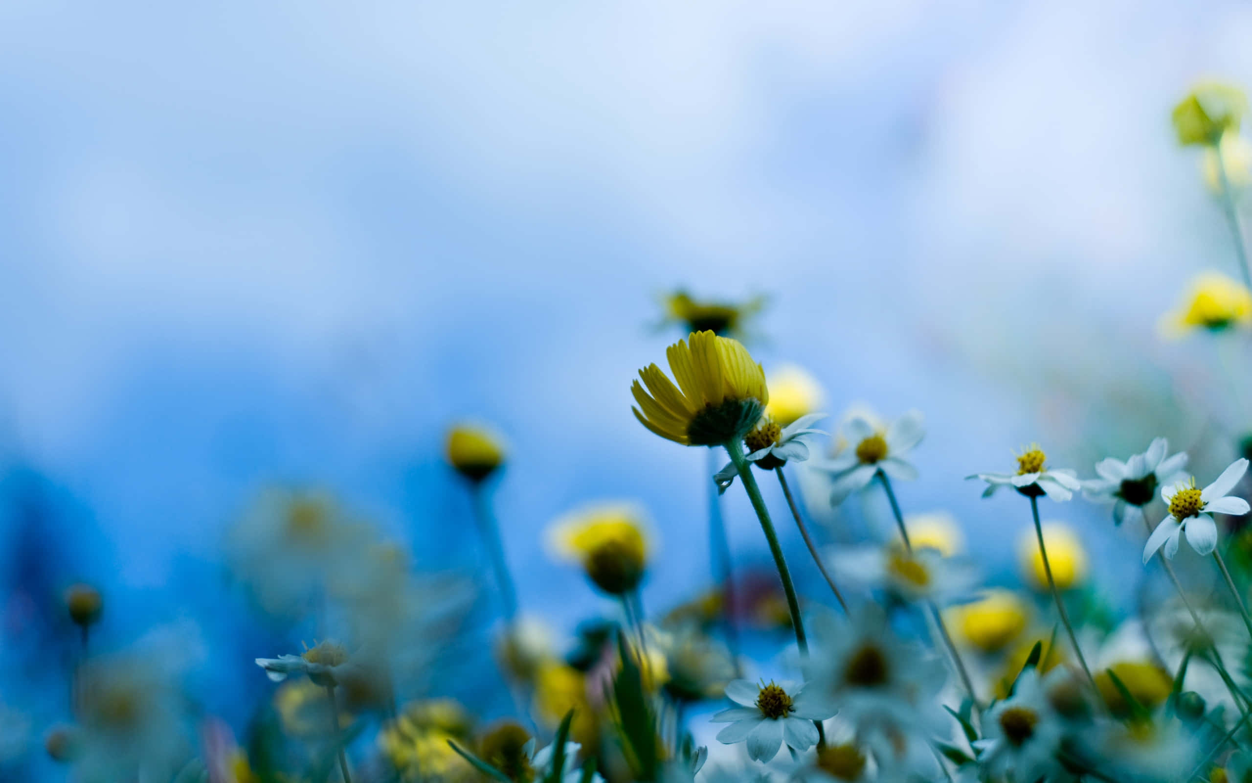 tumblr flowers desktop, yellow daisy, white daisies, 2K Desktop Wallpaper