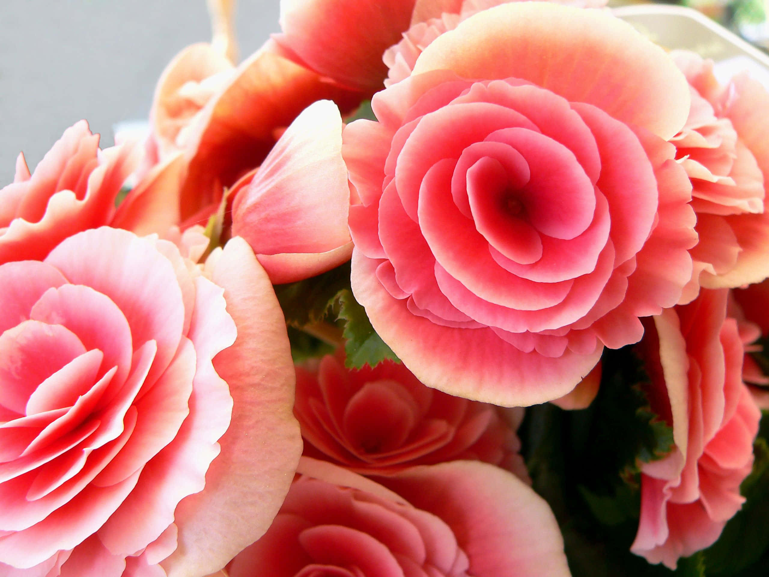 pink begonia blooms, layered petals, soft green leaves, 2K Desktop Wallpaper