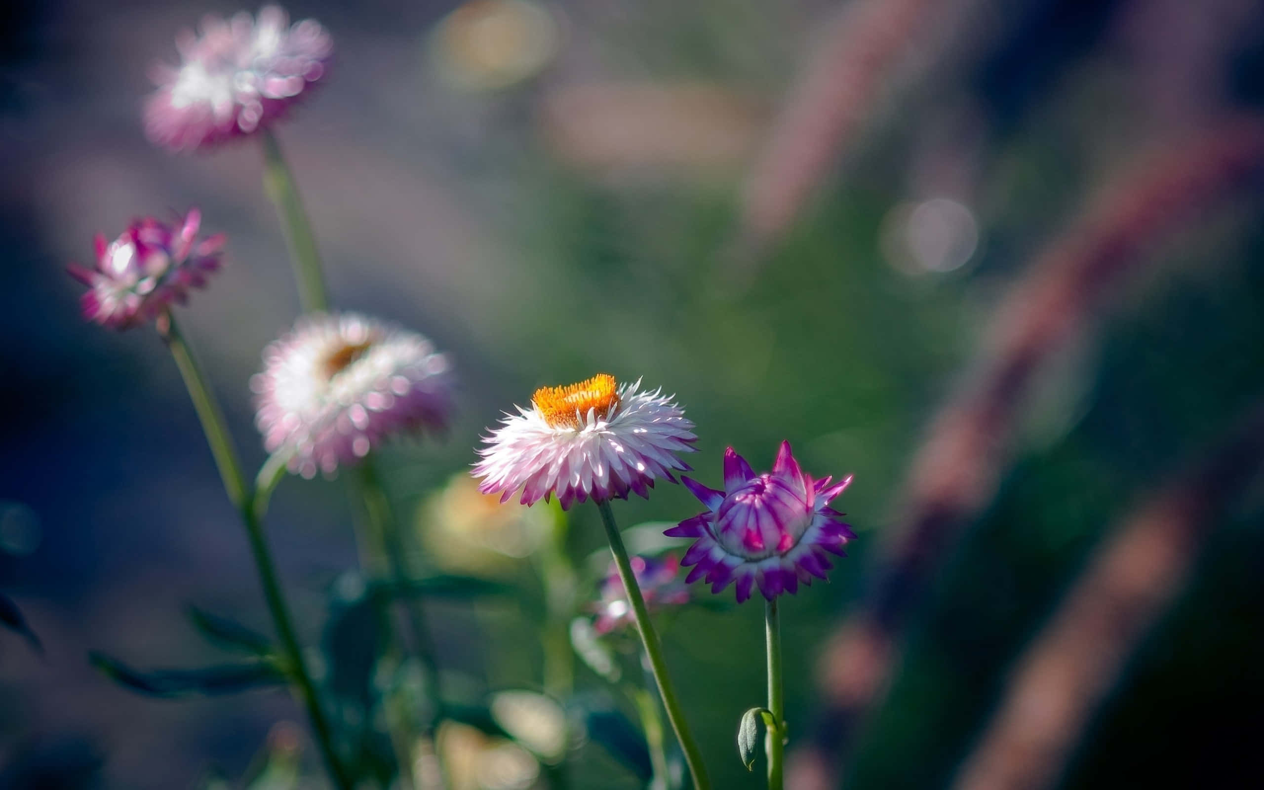 Violets, pink and white everlasting flowers, bright yellow centers, 2K Desktop Wallpaper