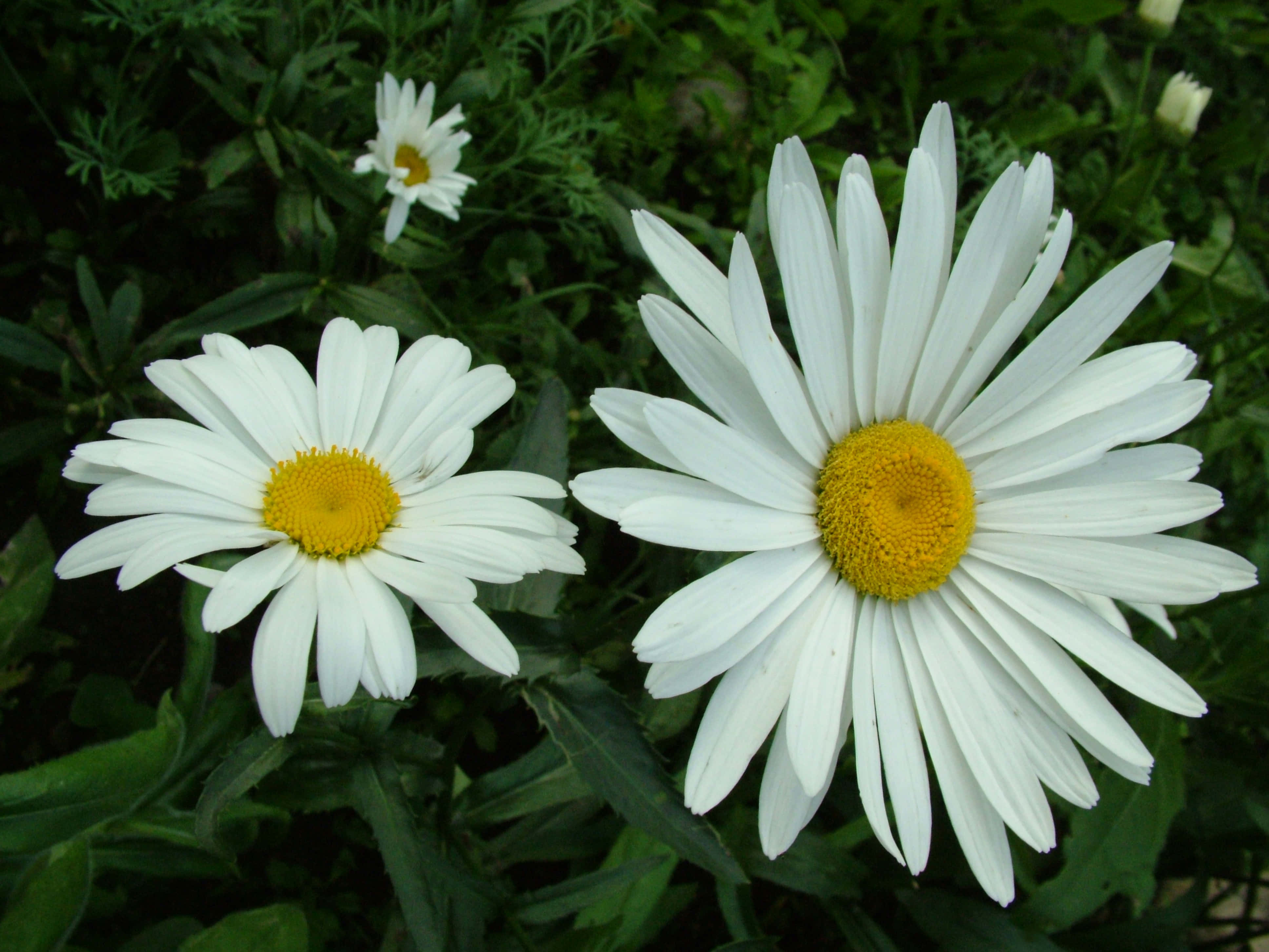 Tumblr Flowers Desktop, white daisies, yellow centers, 4K Desktop Wallpaper