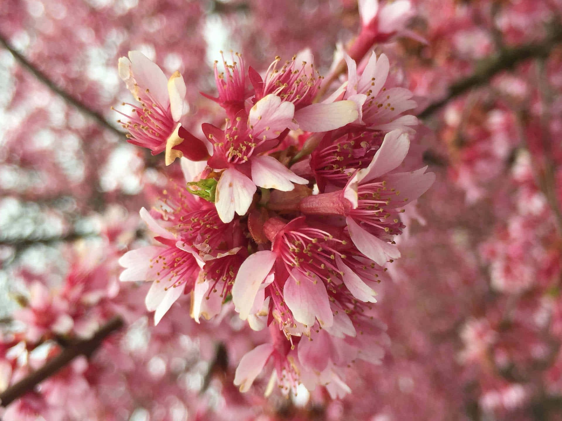 Tumblr Flowers Desktop, pink cherry blossoms, soft white edges, Full HD Desktop Wallpaper