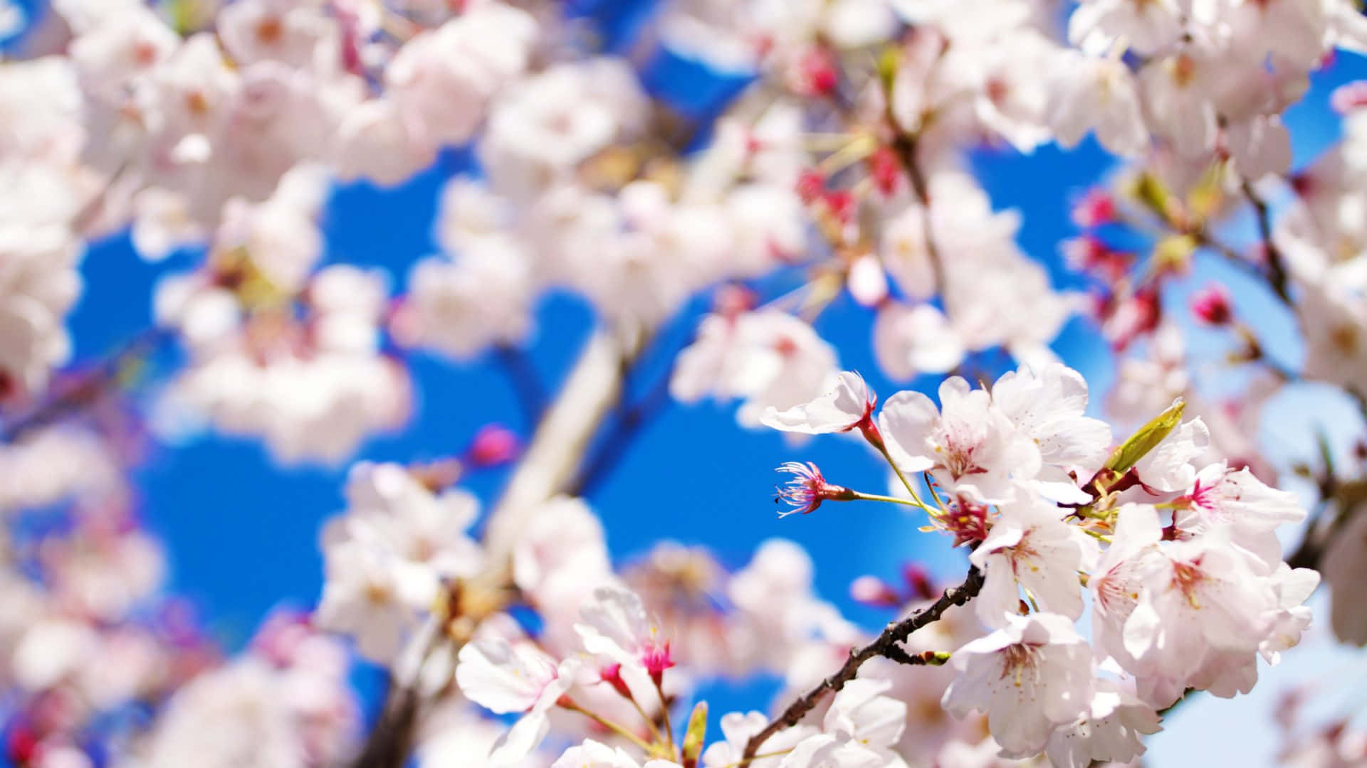 tumblr flowers desktop, soft pink cherry blossoms, vivid blue sky, Full HD Desktop Wallpaper