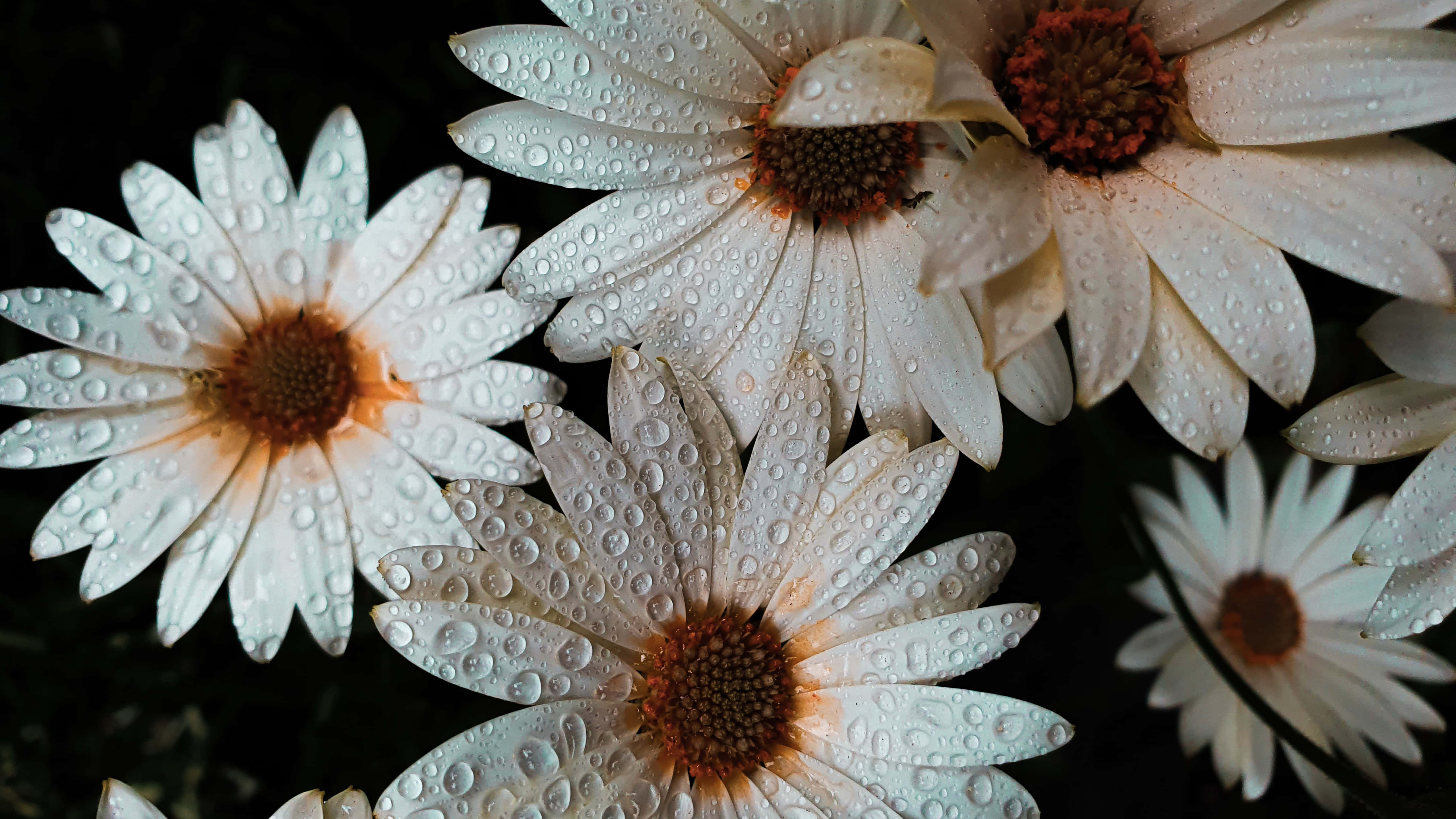 white daisies, dew drops, glistening, 5K Desktop Wallpaper