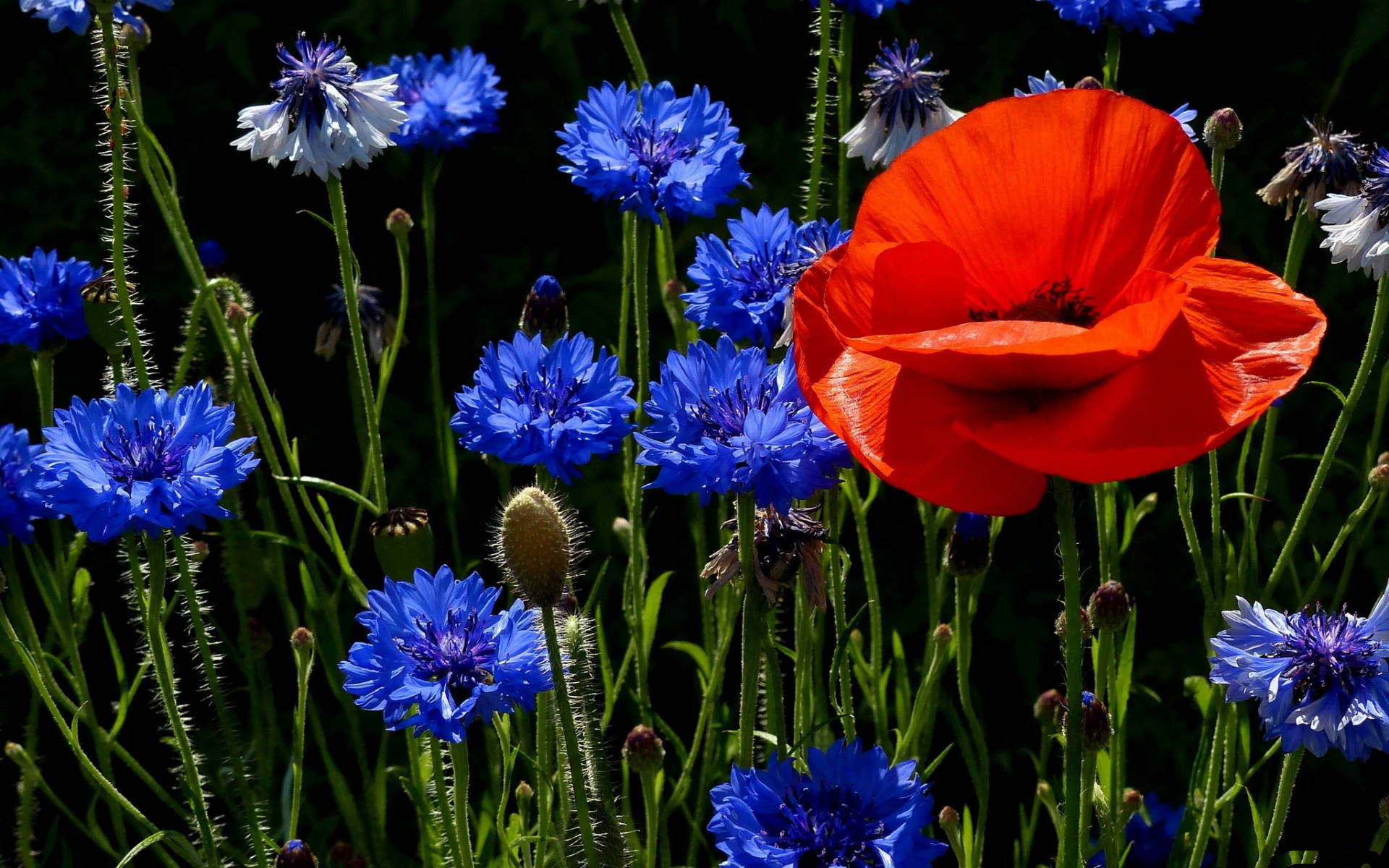 Tumblr Flower, blue cornflowers, vibrant red poppy, Full HD Desktop Wallpaper