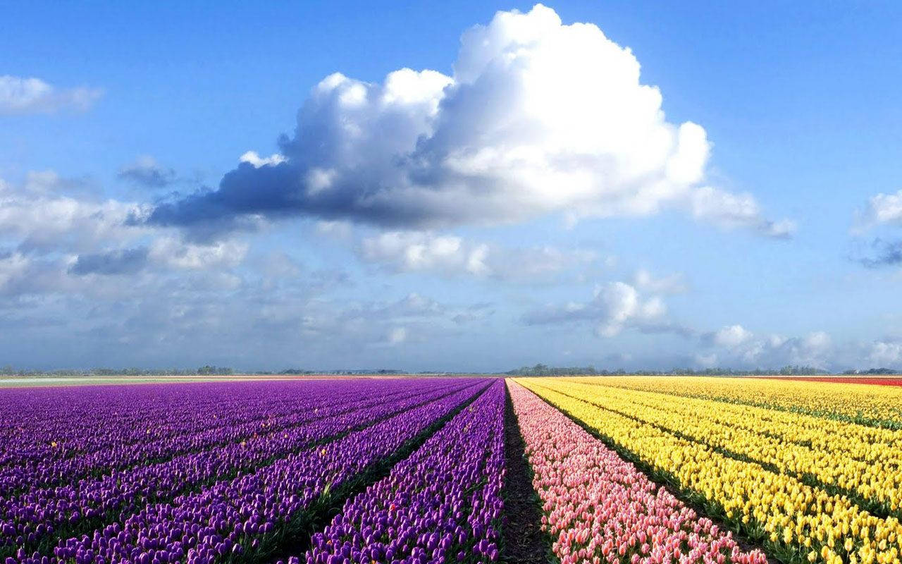 colorful tulip field, purple, pink, HD Desktop Wallpaper