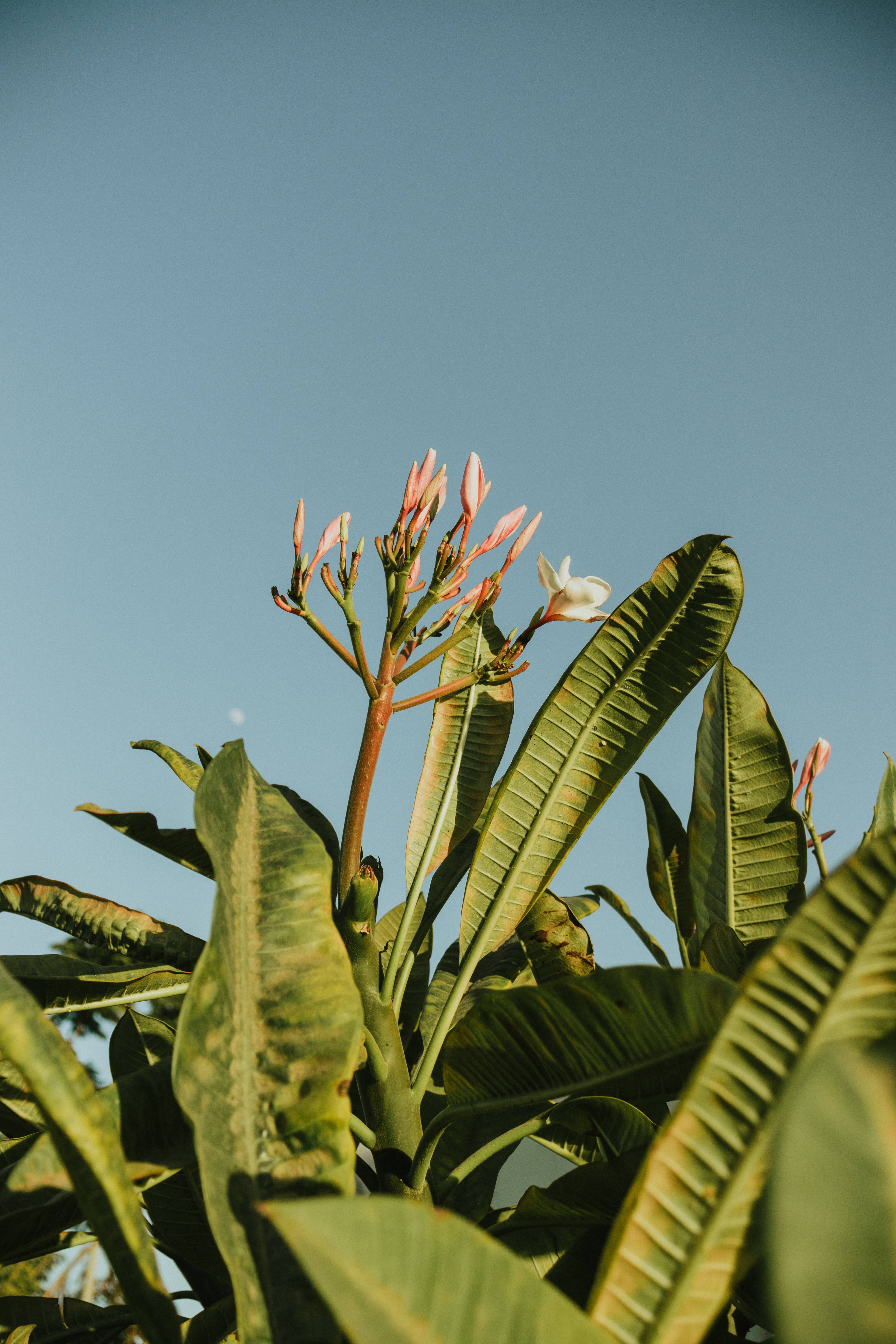 tumblr flowers and leaves, tropical frangipani, pink buds, 5K Phone Wallpaper