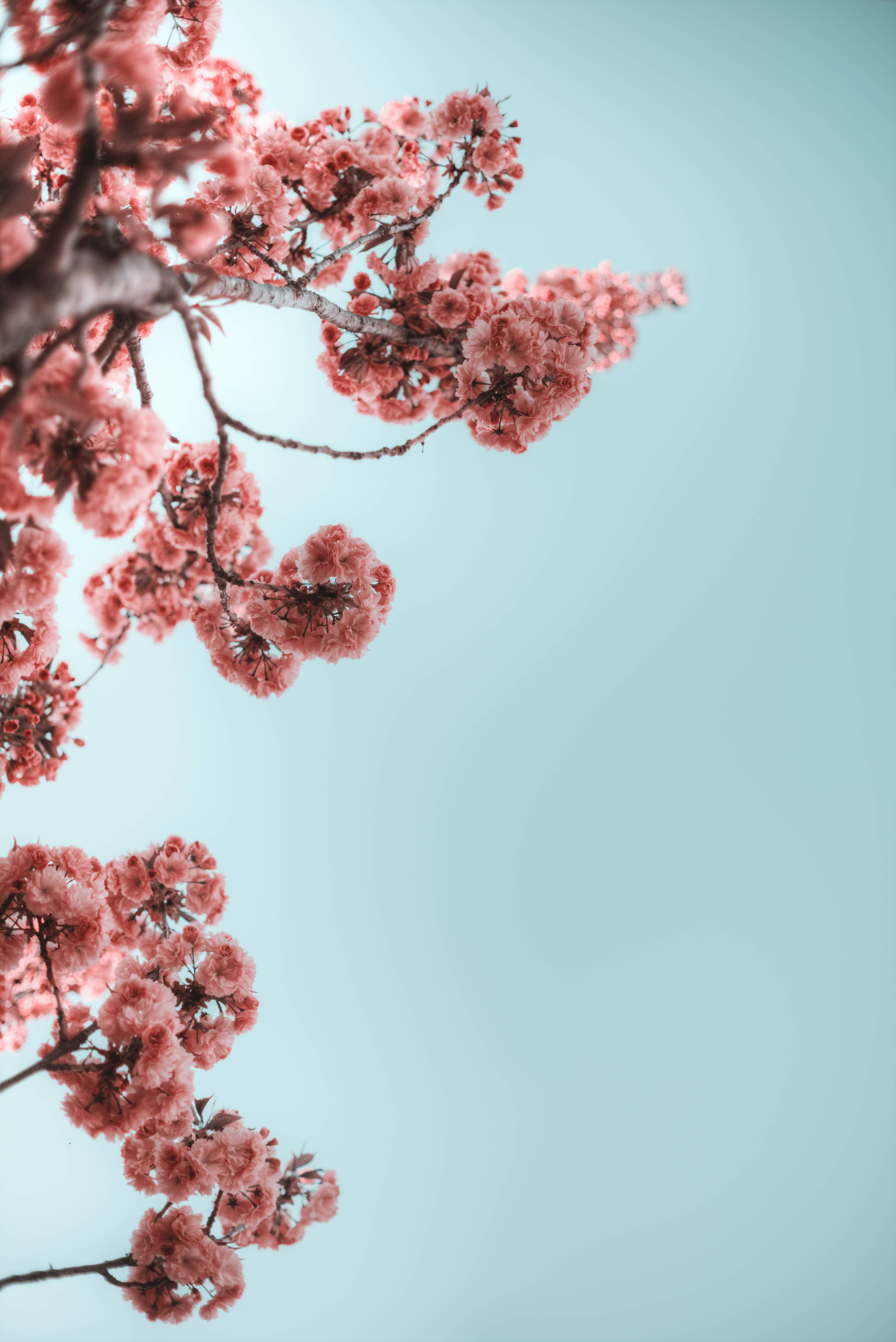 Tumblr Flower Branches Of Flowers, pink cherry blossoms, dark branches, 5K Phone Wallpaper