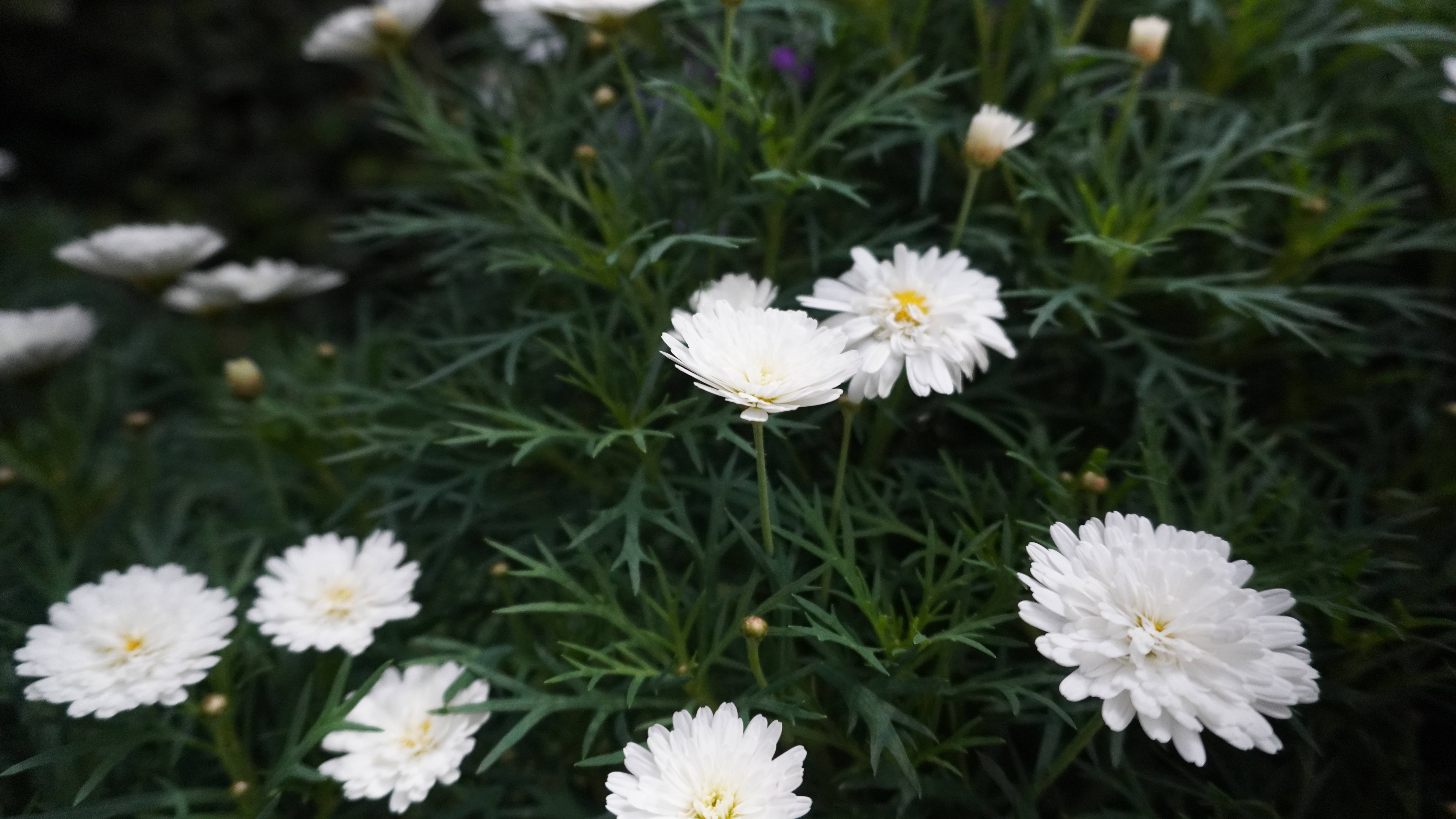 Tumblr Flower, white daisies, yellow centers, 5K Desktop Wallpaper
