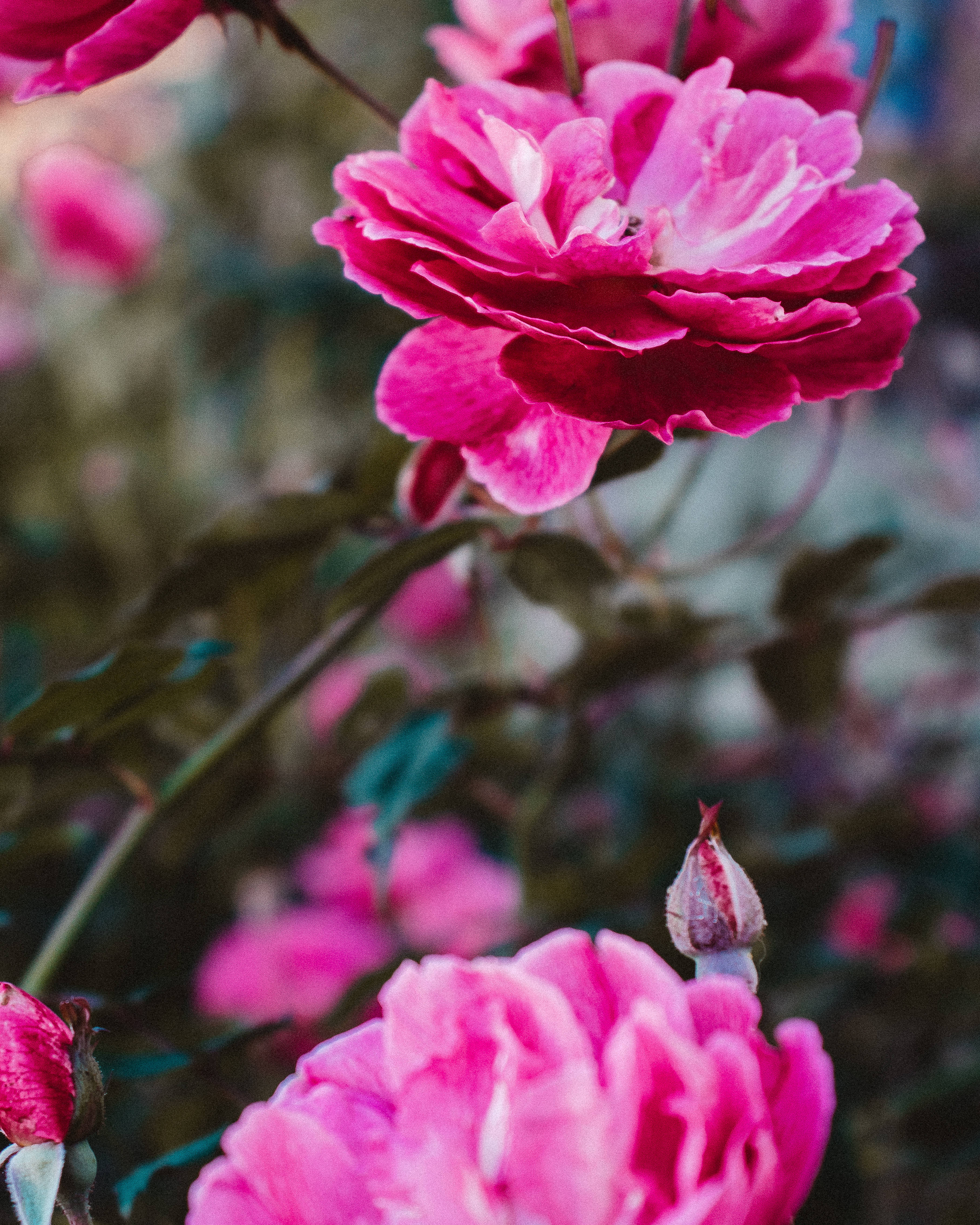 tumblr flower, pink roses, vibrant pink, 4K Phone Wallpaper