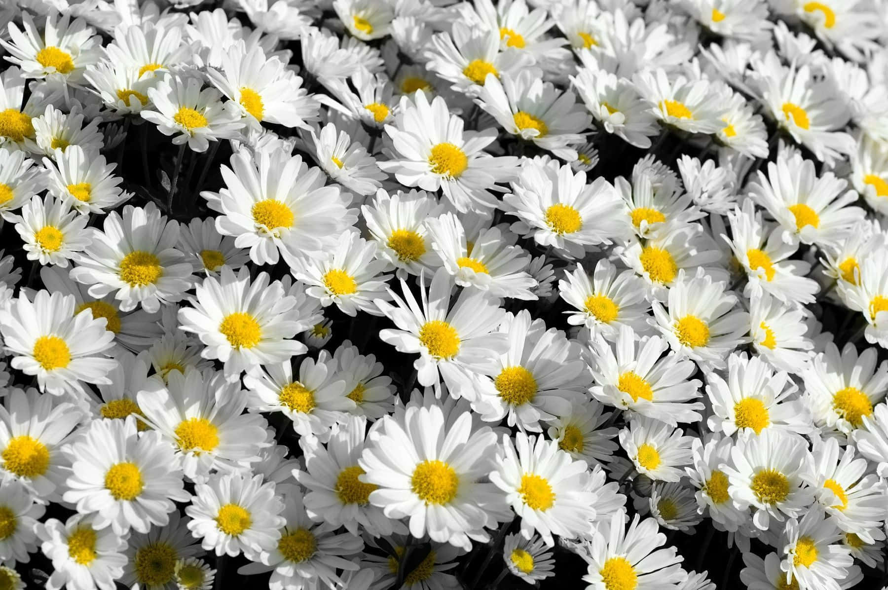 tumblr flowers desktop, white daisies, bright yellow centers, HD Desktop Wallpaper