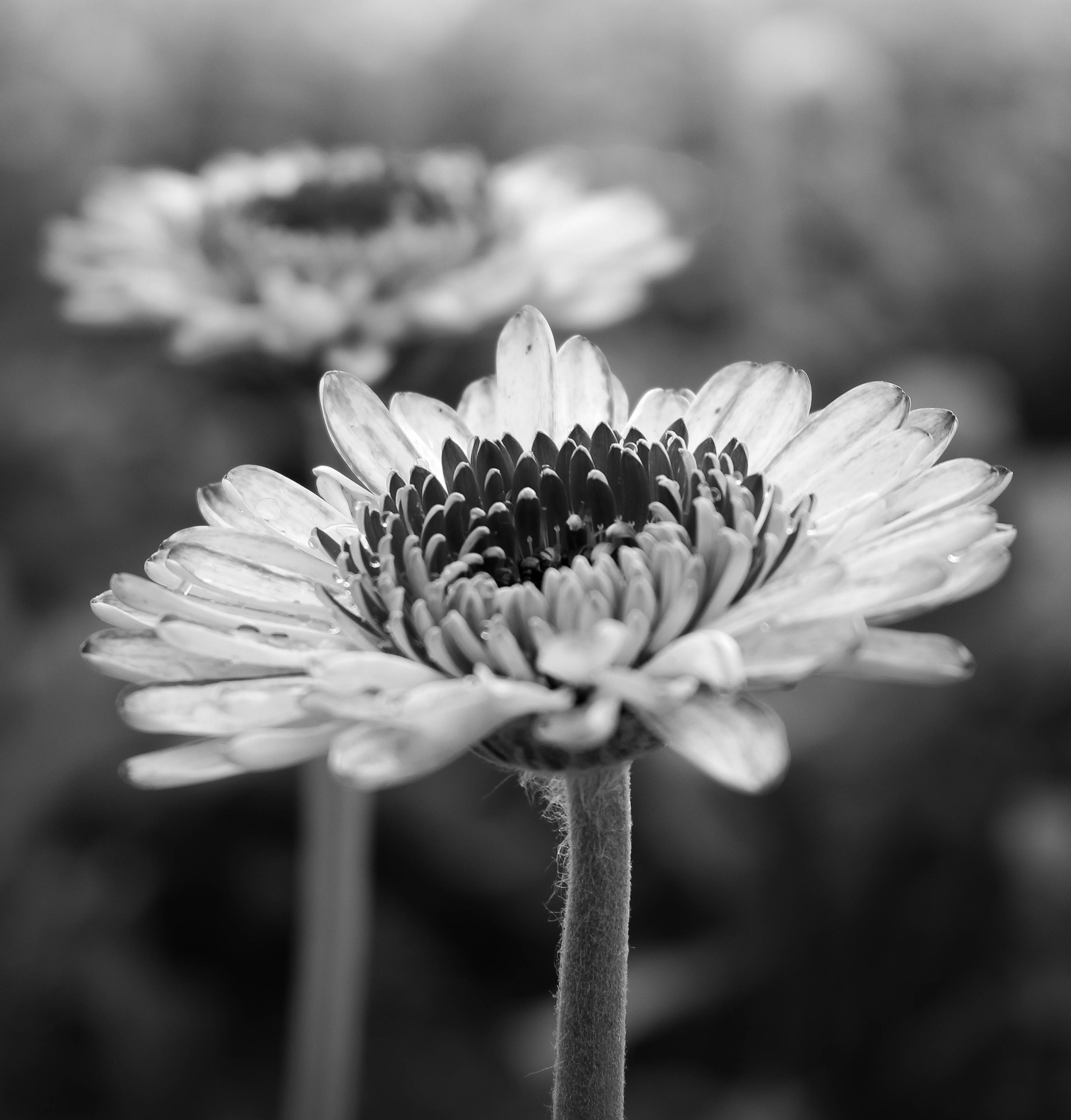 Tumblr Flower Greyscale Daisy, gerbera daisy, monochrome, 2K Phone Wallpaper