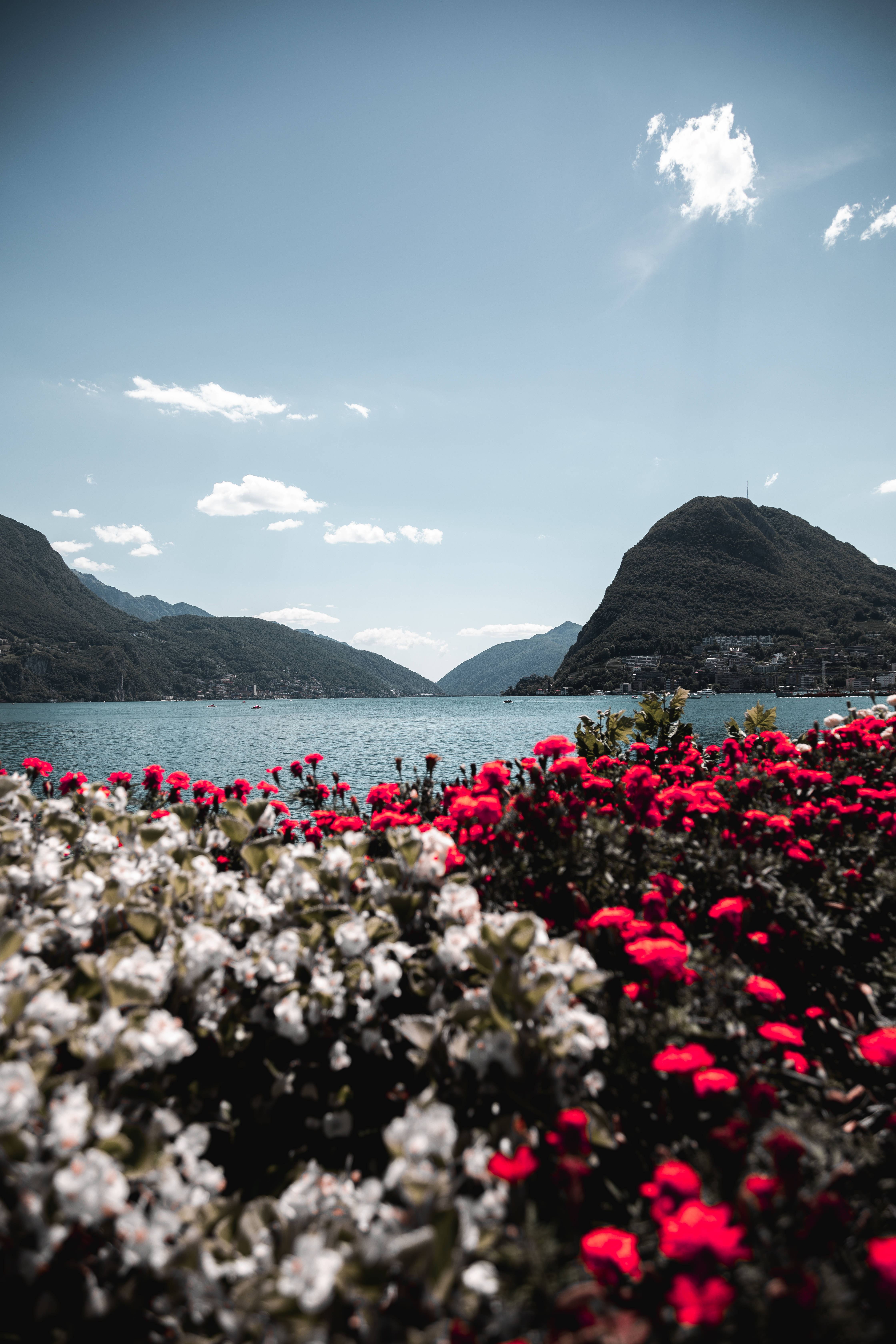 Tumblr Flower Bed Of Flowers, vibrant red and white flowers, serene lake, 5K Phone Wallpaper