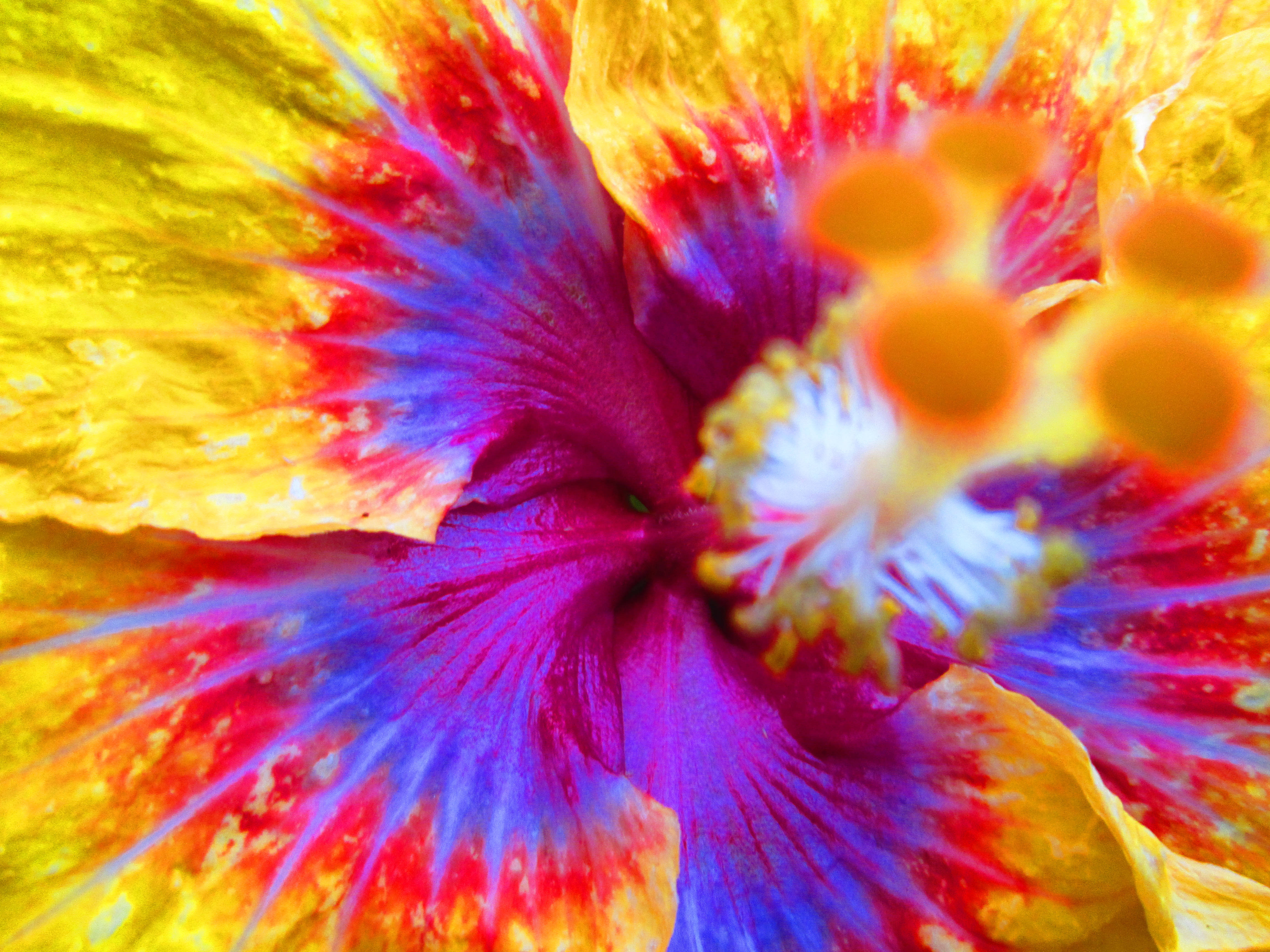 hibiscus flower, yellow petals, vivid purple center, 4K Desktop Wallpaper