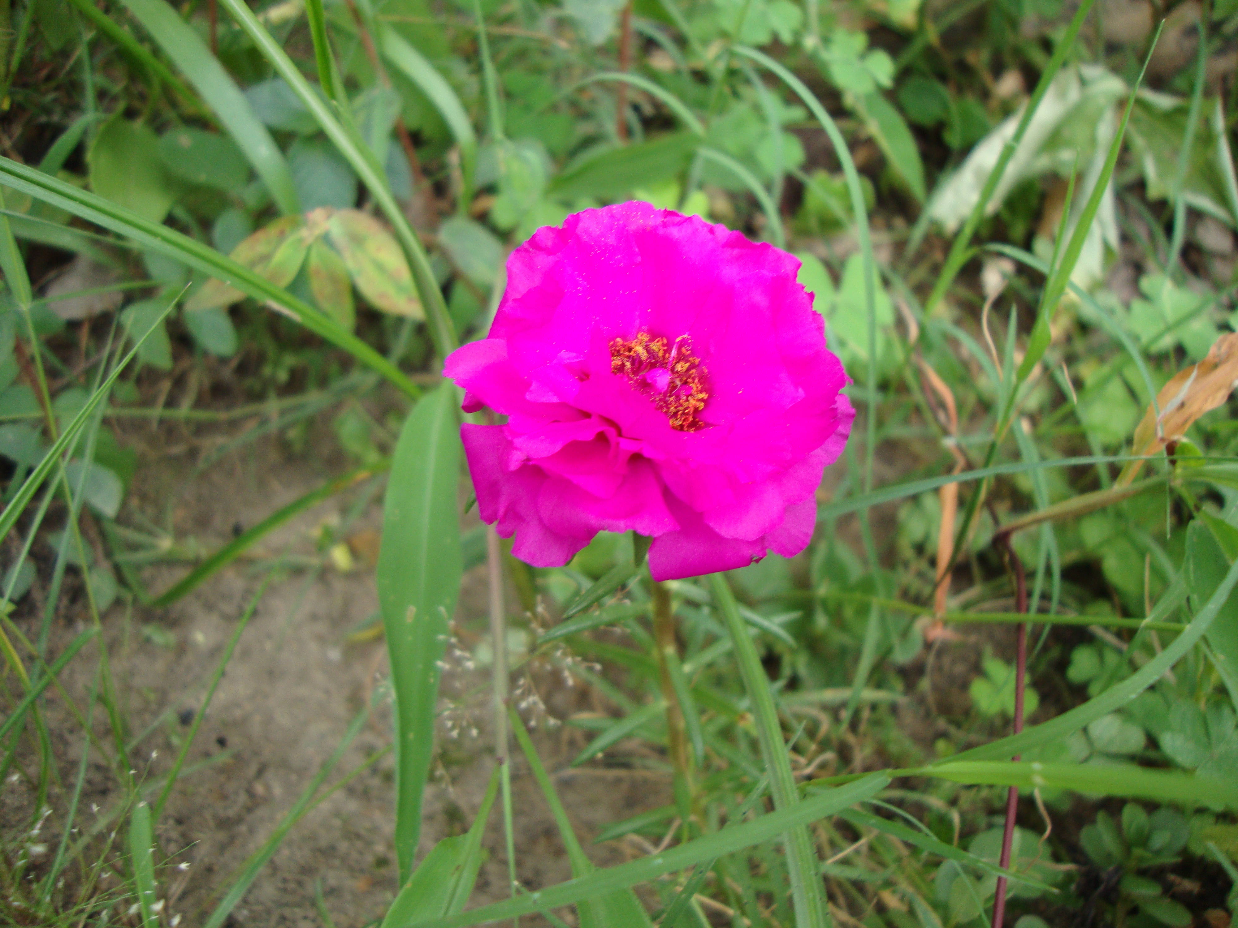 Tumblr Flower, bright pink bloom, vivid magenta flower, 4K Desktop Wallpaper