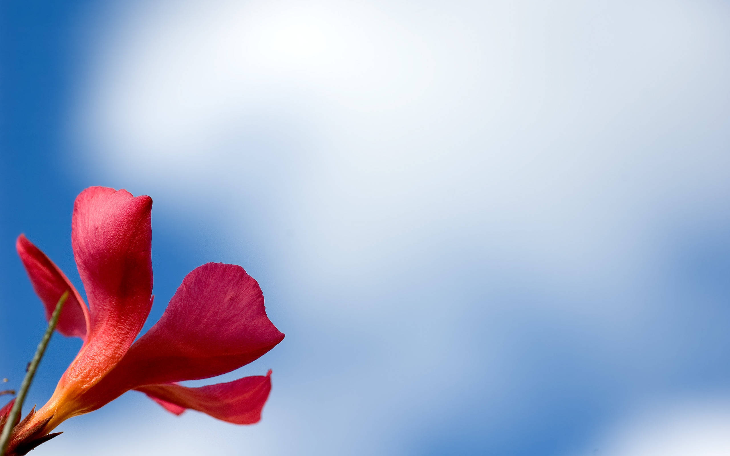 Tumblr Flower, blue sky, vivid red flower, 2K Desktop Wallpaper