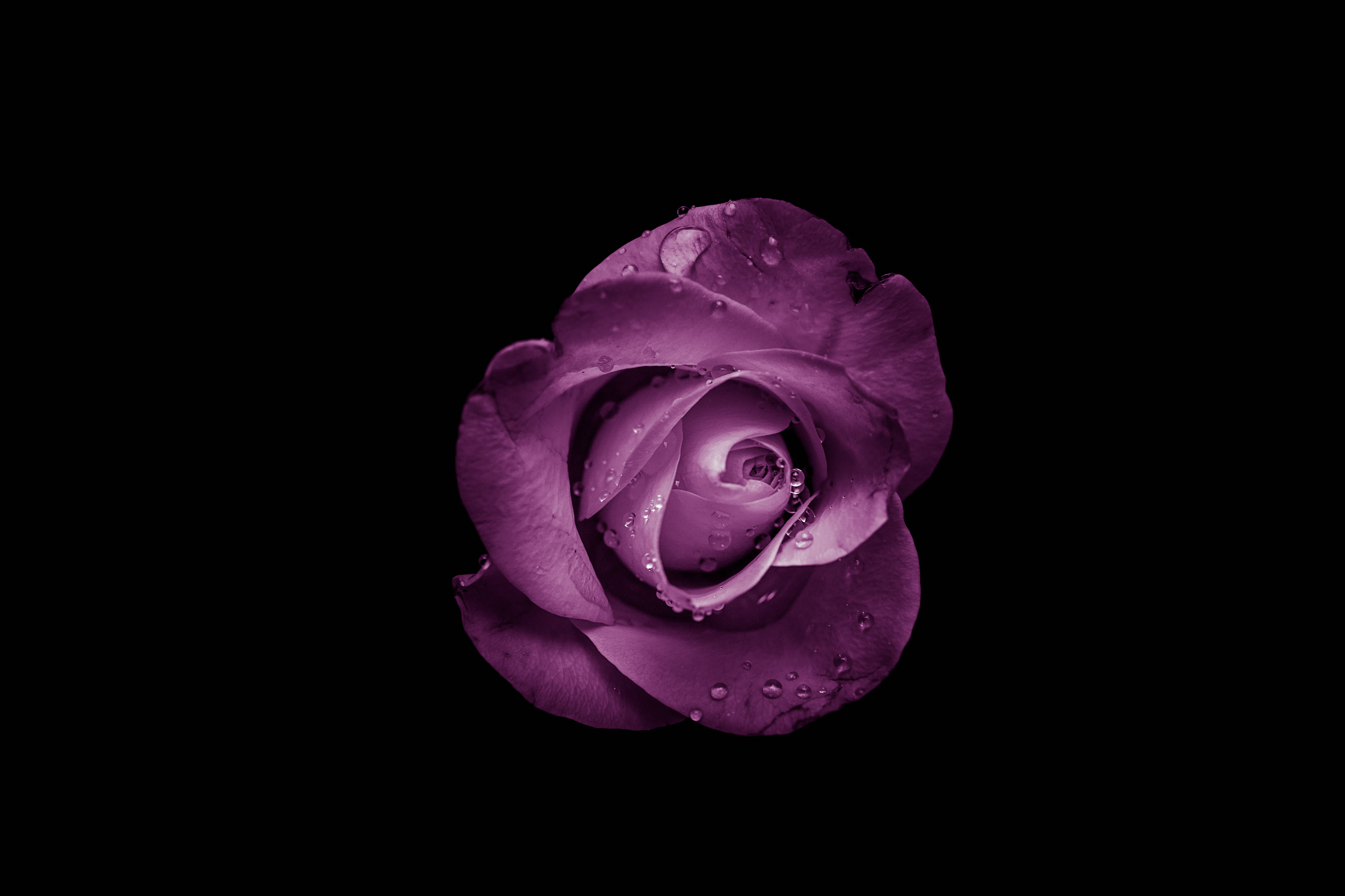 tumblr flower, purple rose, deep purple, 5K Desktop Wallpaper