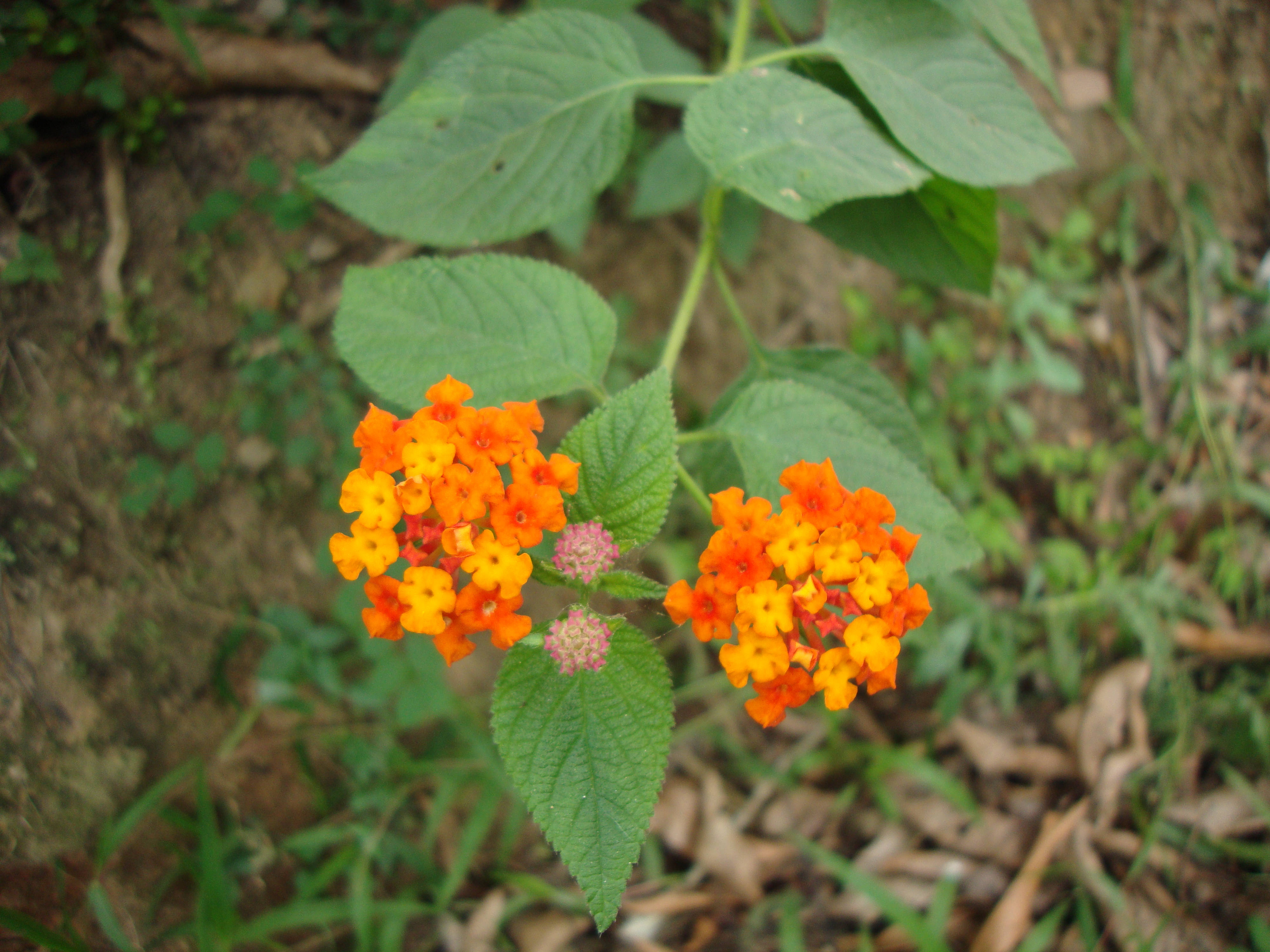 orange lantana, lush green leaves, forest floor, 4K Desktop Wallpaper