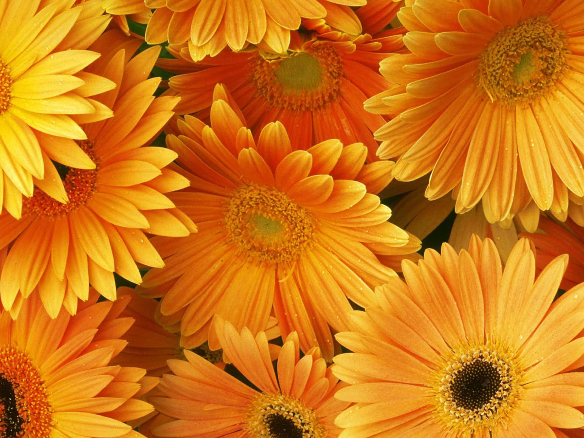 Serene Lavender Field, vibrant orange gerbera daisies, dewdrops, Full HD Desktop Wallpaper