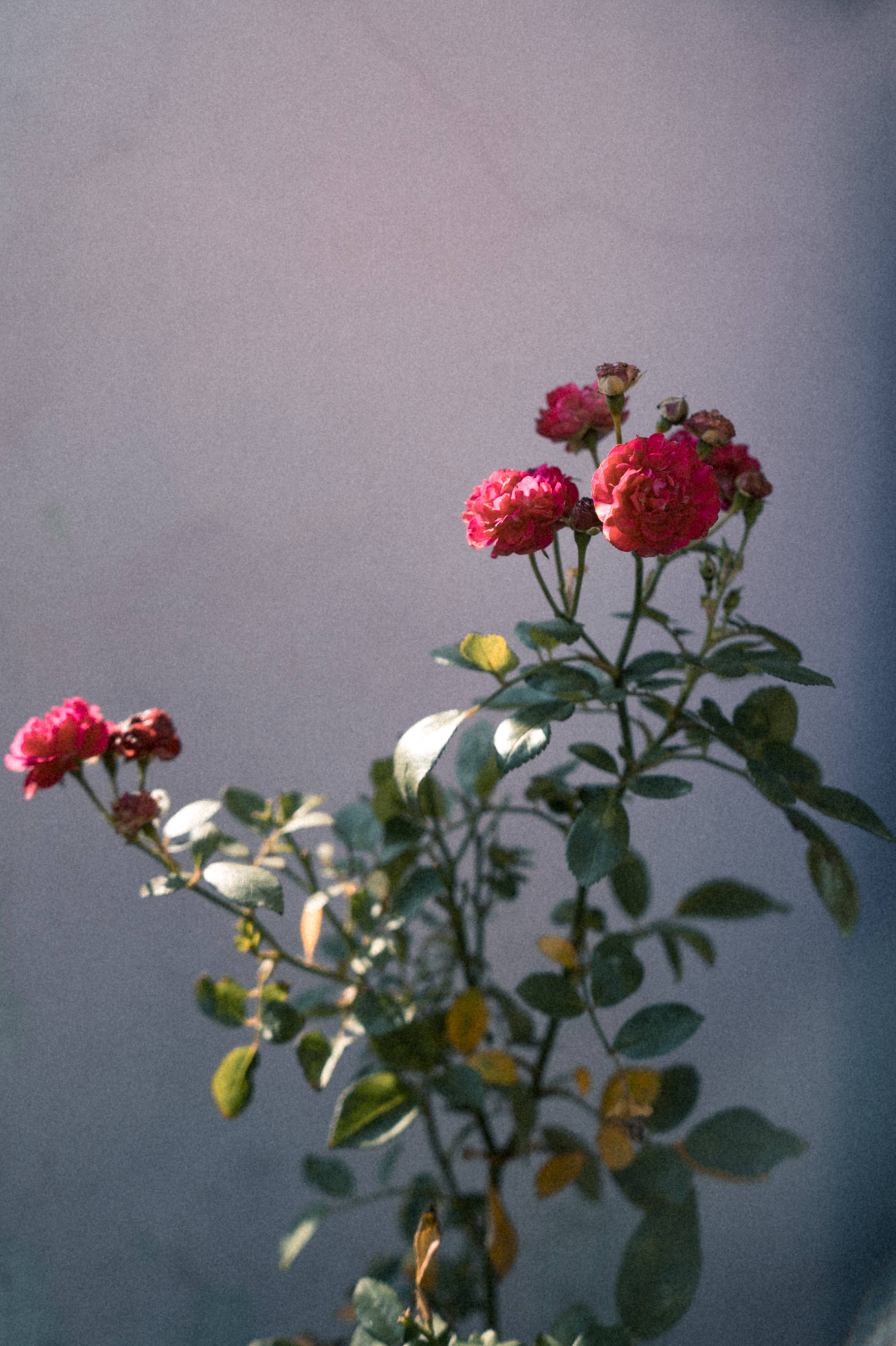 Tumblr Flower, red roses, vibrant pink roses, 5K Phone Wallpaper