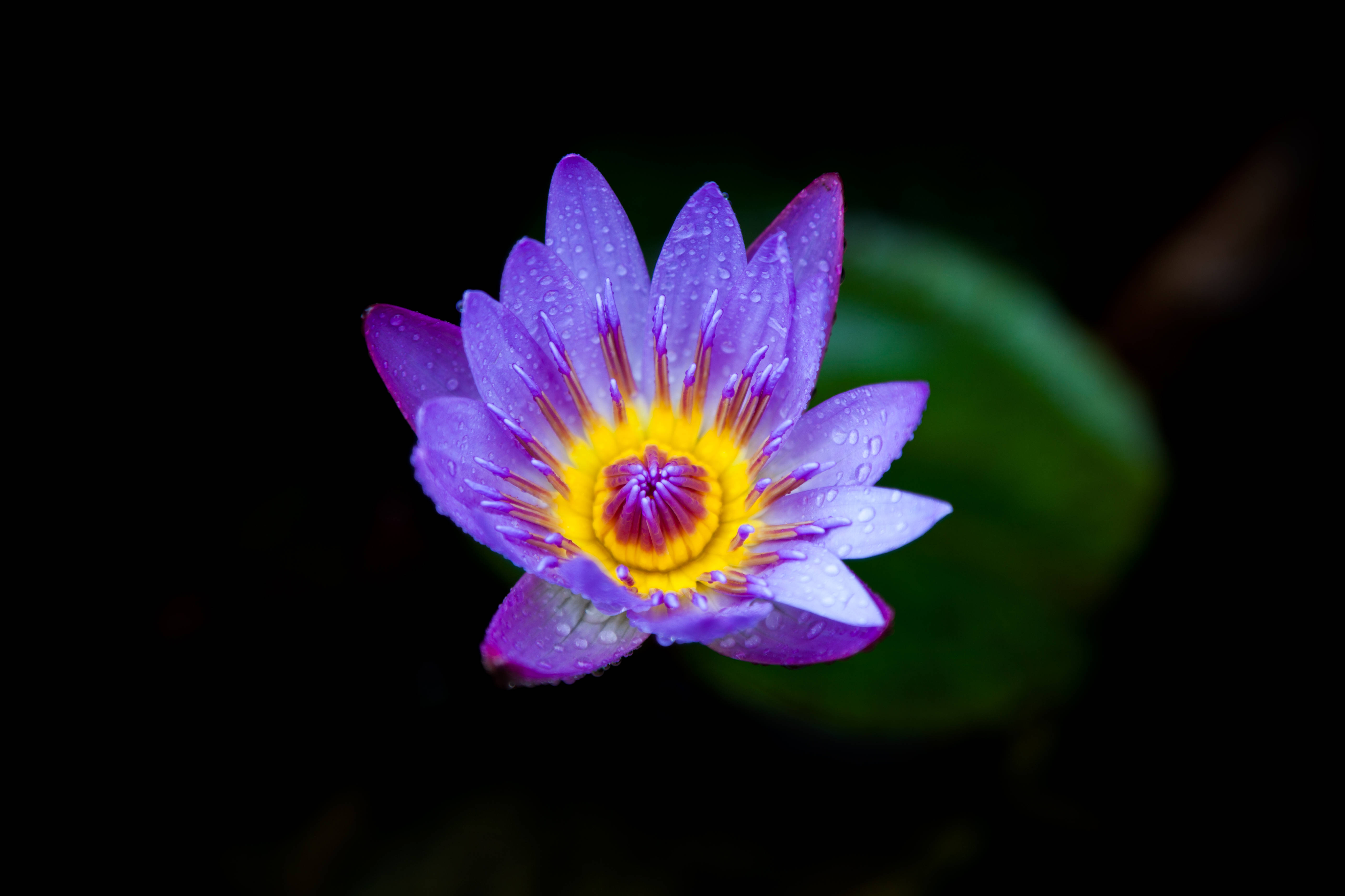 Tumblr Flower Blooming Lotus, vibrant purple water lily, dew drops, 5K Desktop Wallpaper