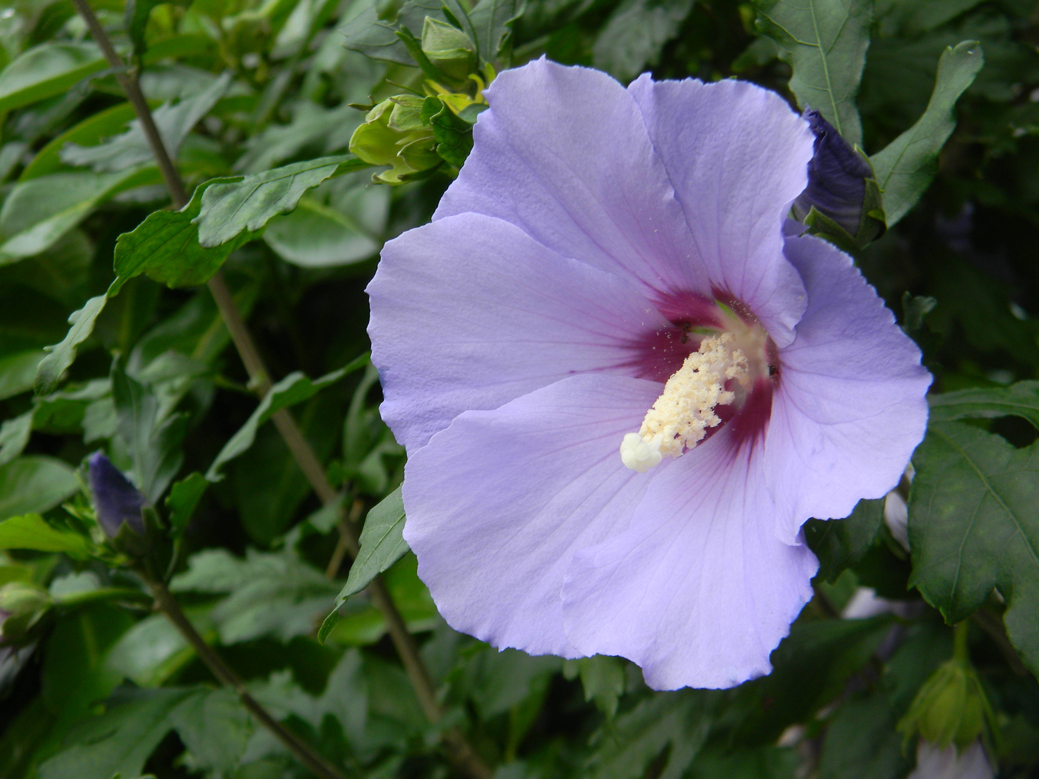 lavender hibiscus, pale purple petals, lush green foliage, 4K Desktop Wallpaper
