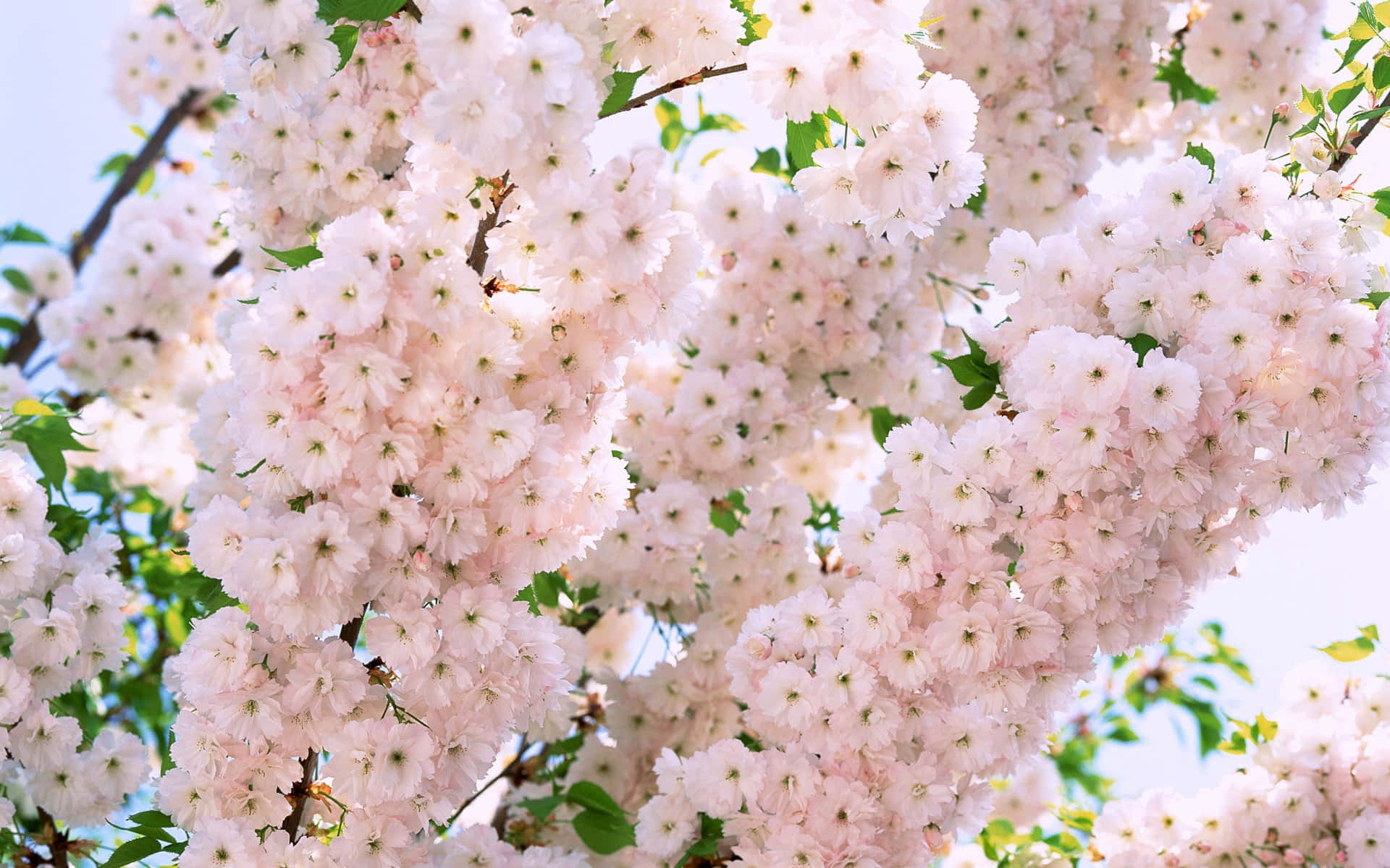 pink cherry blossoms, bright blue sky, green leaves, Full HD Desktop Wallpaper