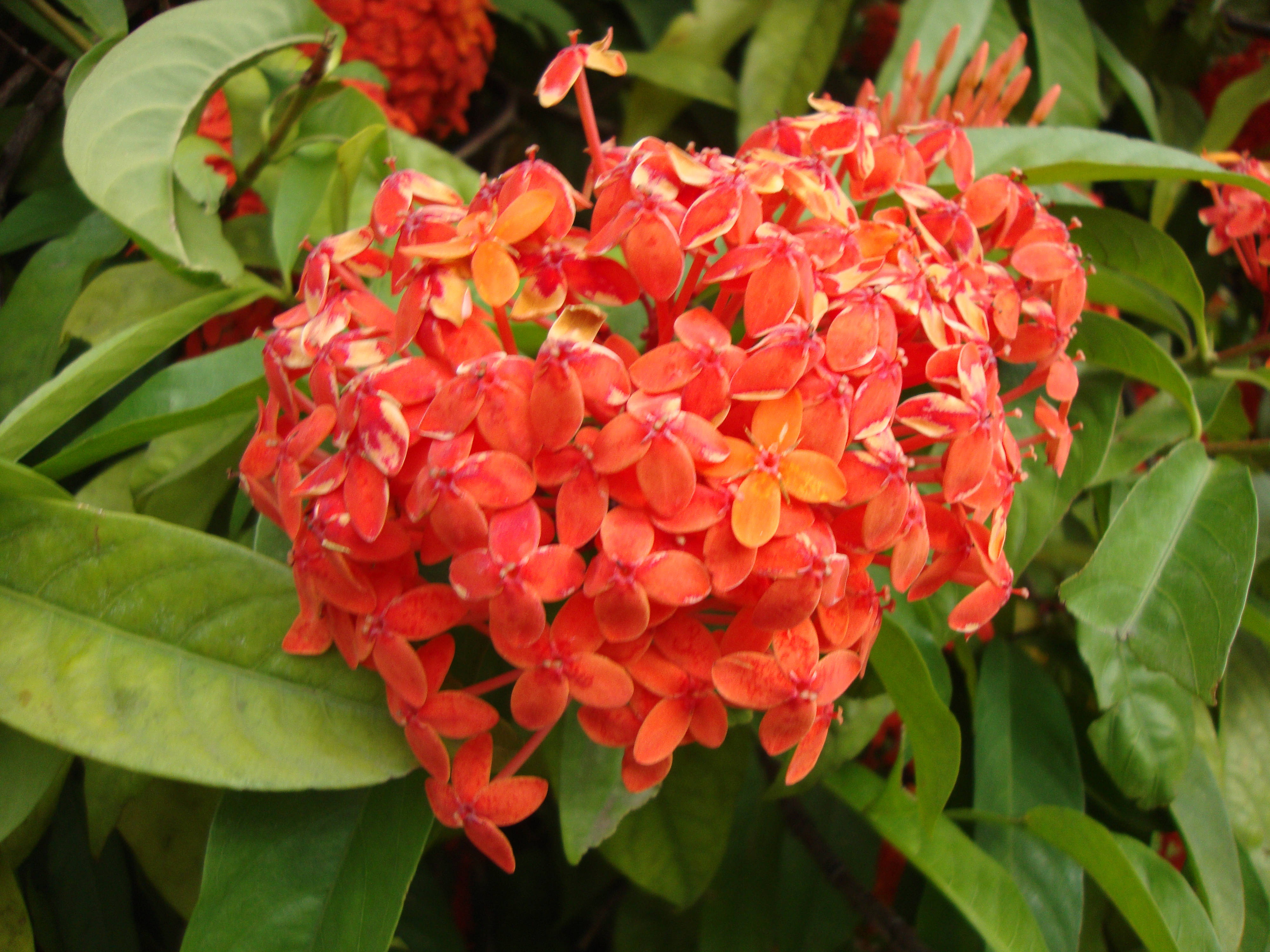 Tumblr Flower, small orange geranium, orange-red flowers, 4K Desktop Wallpaper