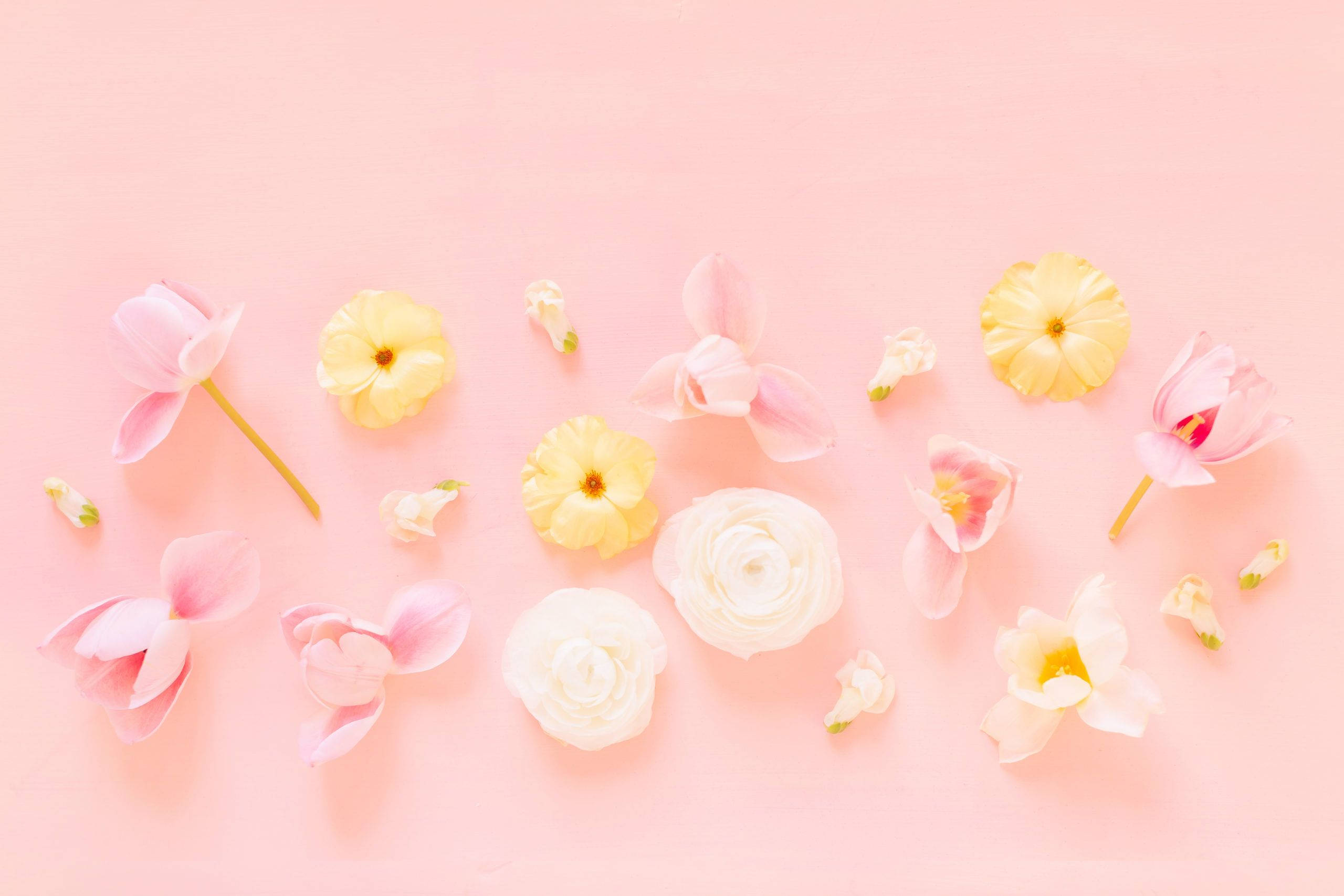 floral pink pastel aesthetic, pink yellow and white, gentle pink background, 2K Desktop Wallpaper